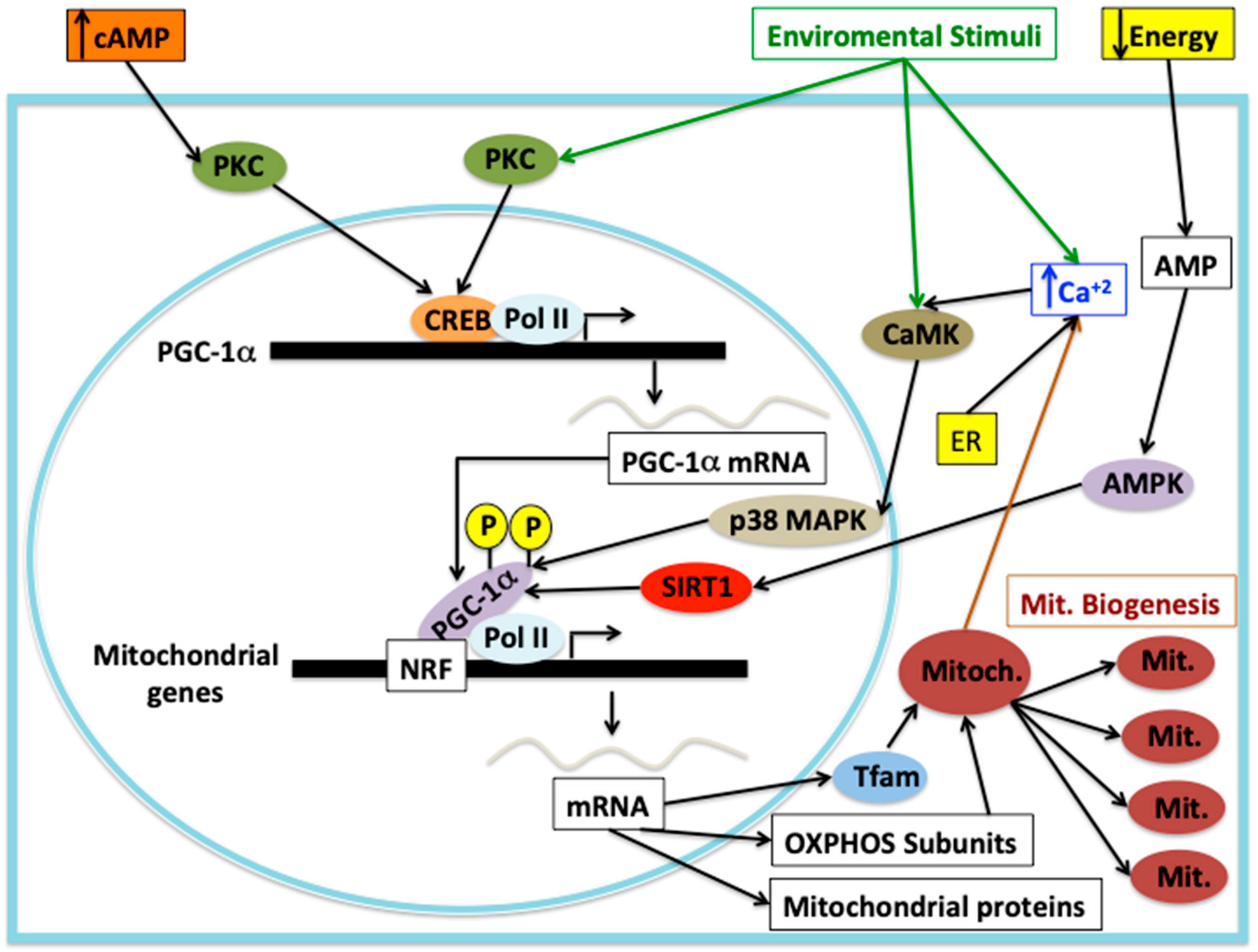 Antioxidants 10 01022 g005