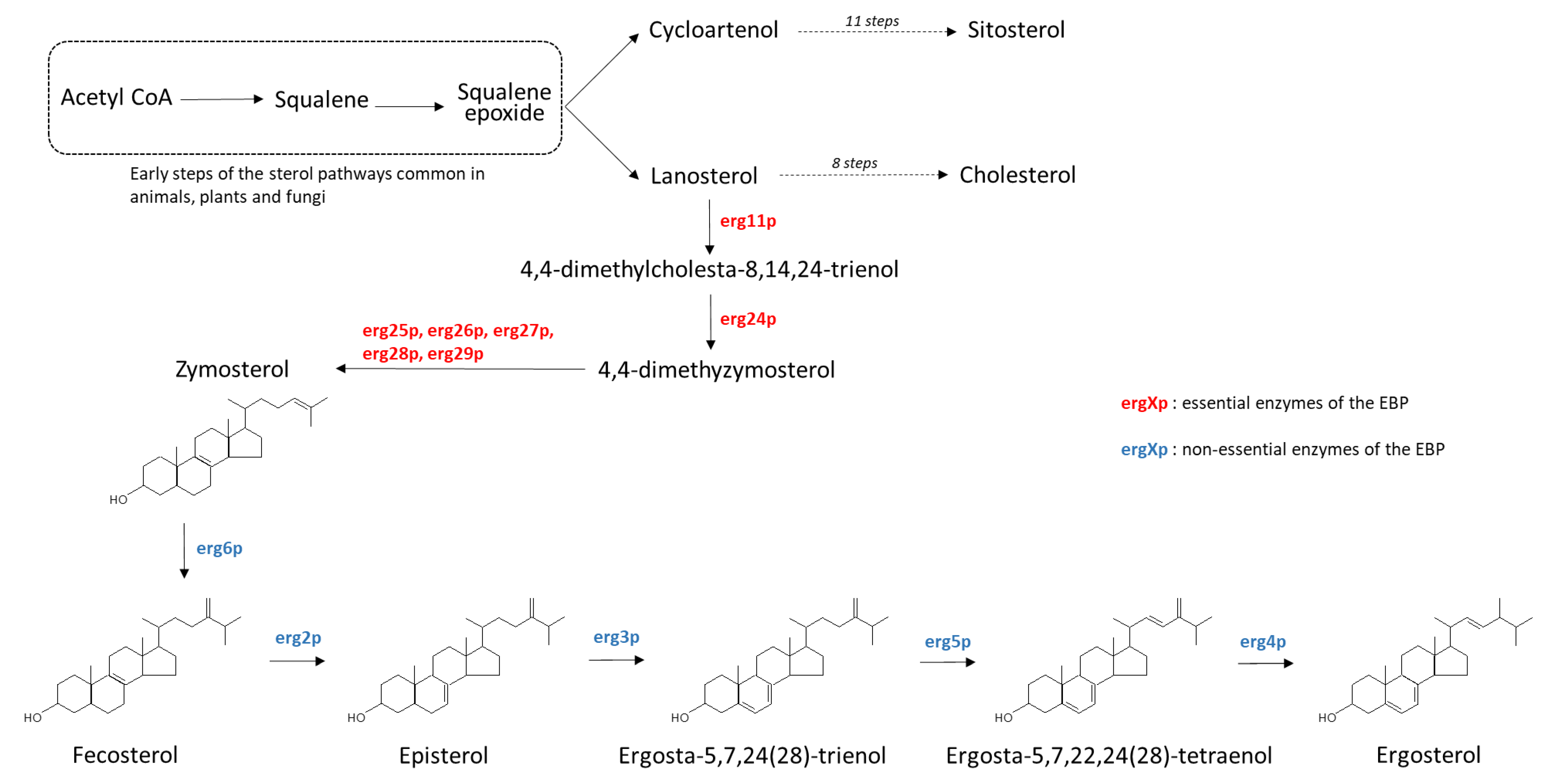 Antioxidants 10 01024 g0a1 550