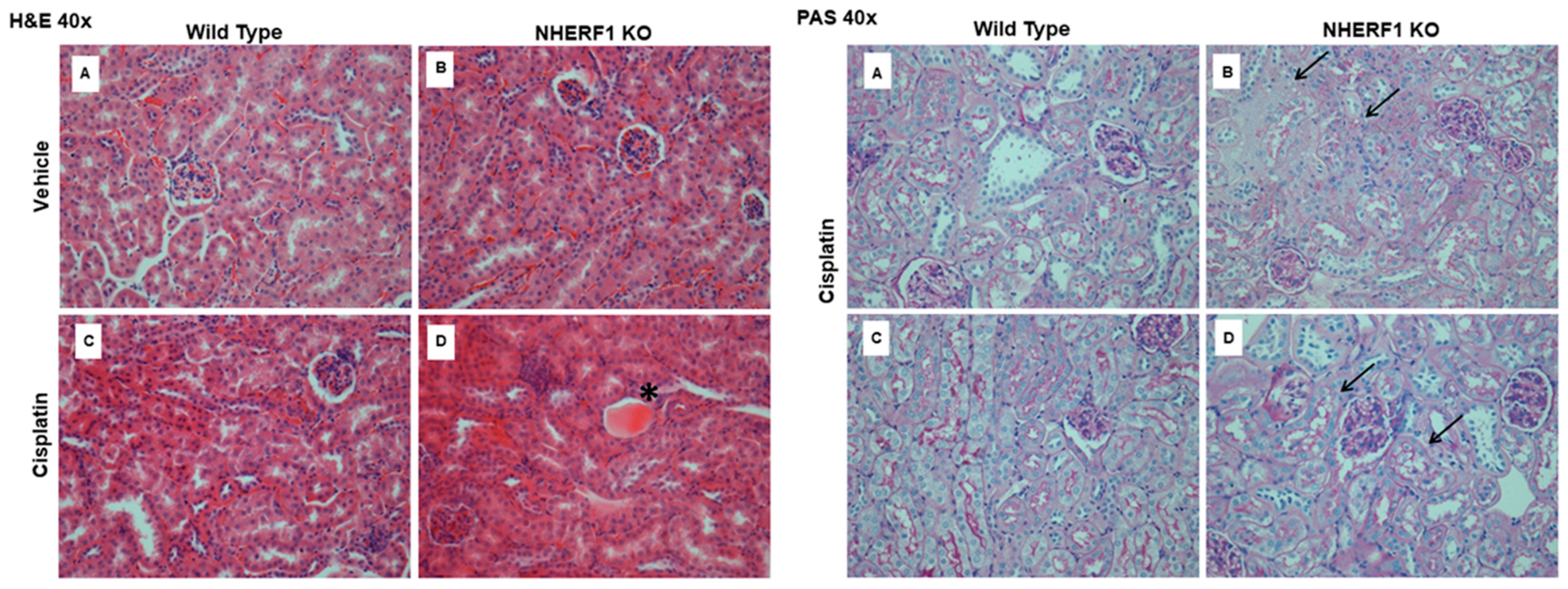 Antioxidants 10 01036 g003