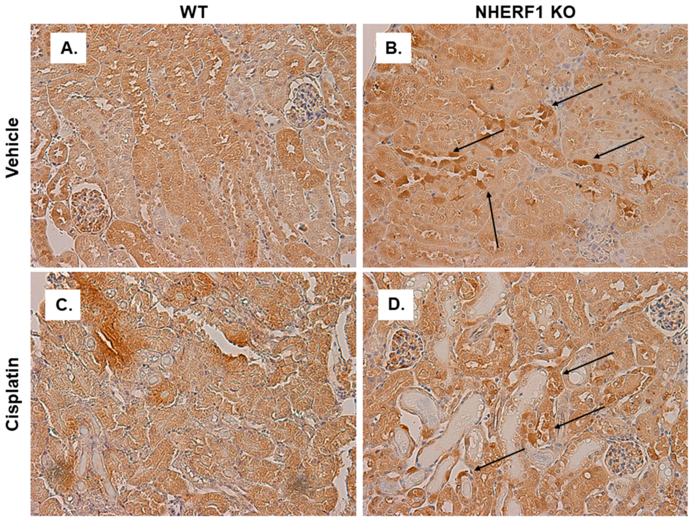 Antioxidants 10 01036 g010