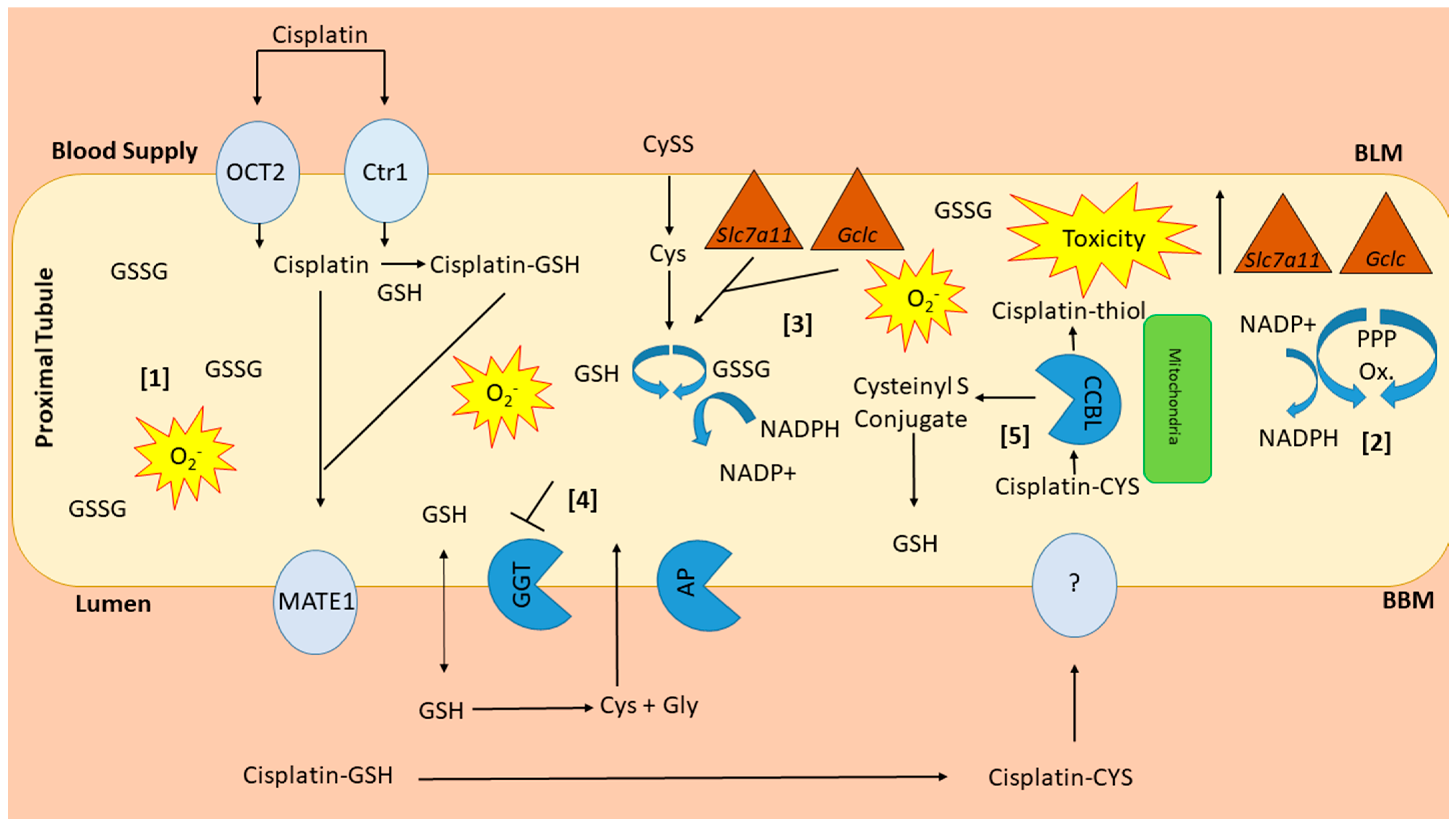 Antioxidants 10 01036 g012