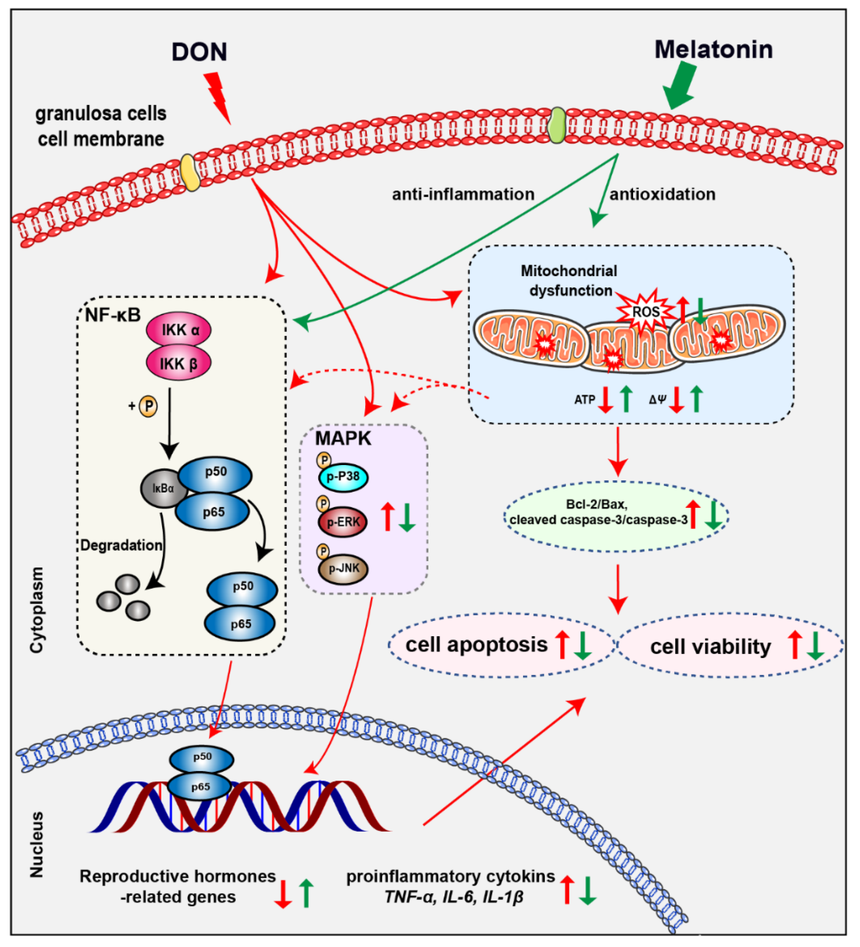 Antioxidants 10 01045 g007 550
