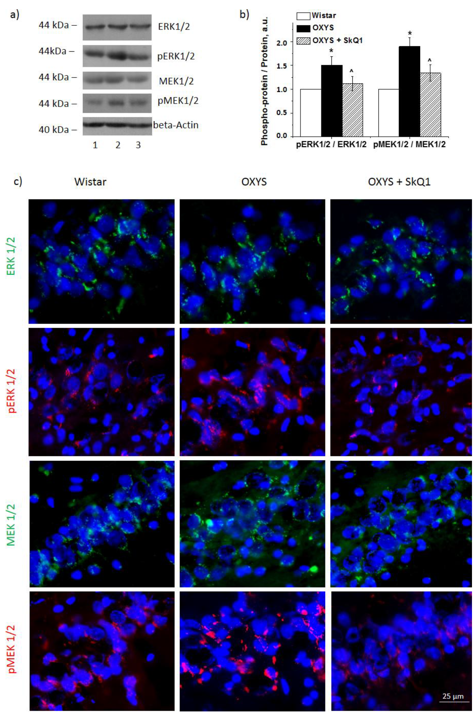 Antioxidants 10 01058 g002