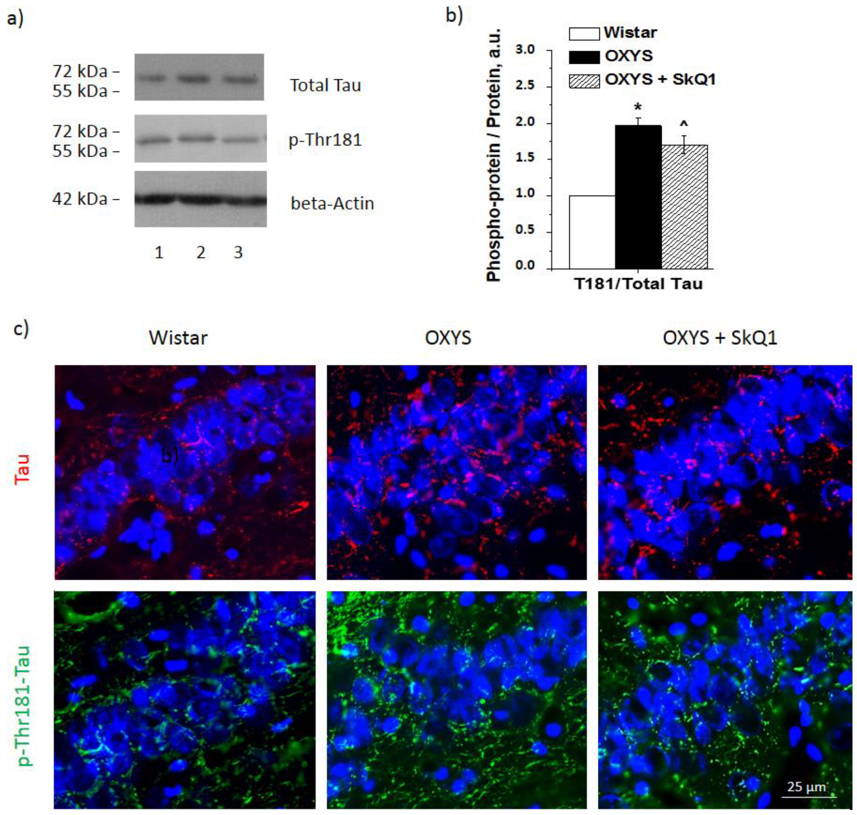 Antioxidants 10 01058 g004