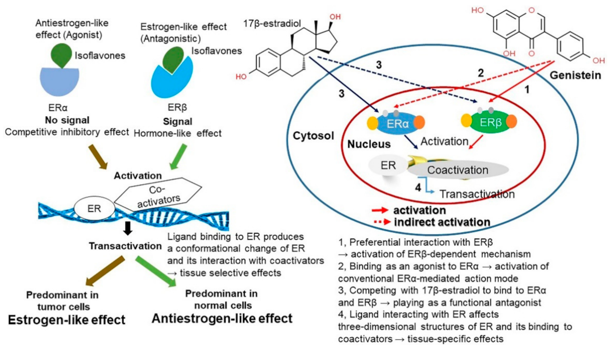 Antioxidants 10 01064 g004 Antioxidants 10 01064 g004