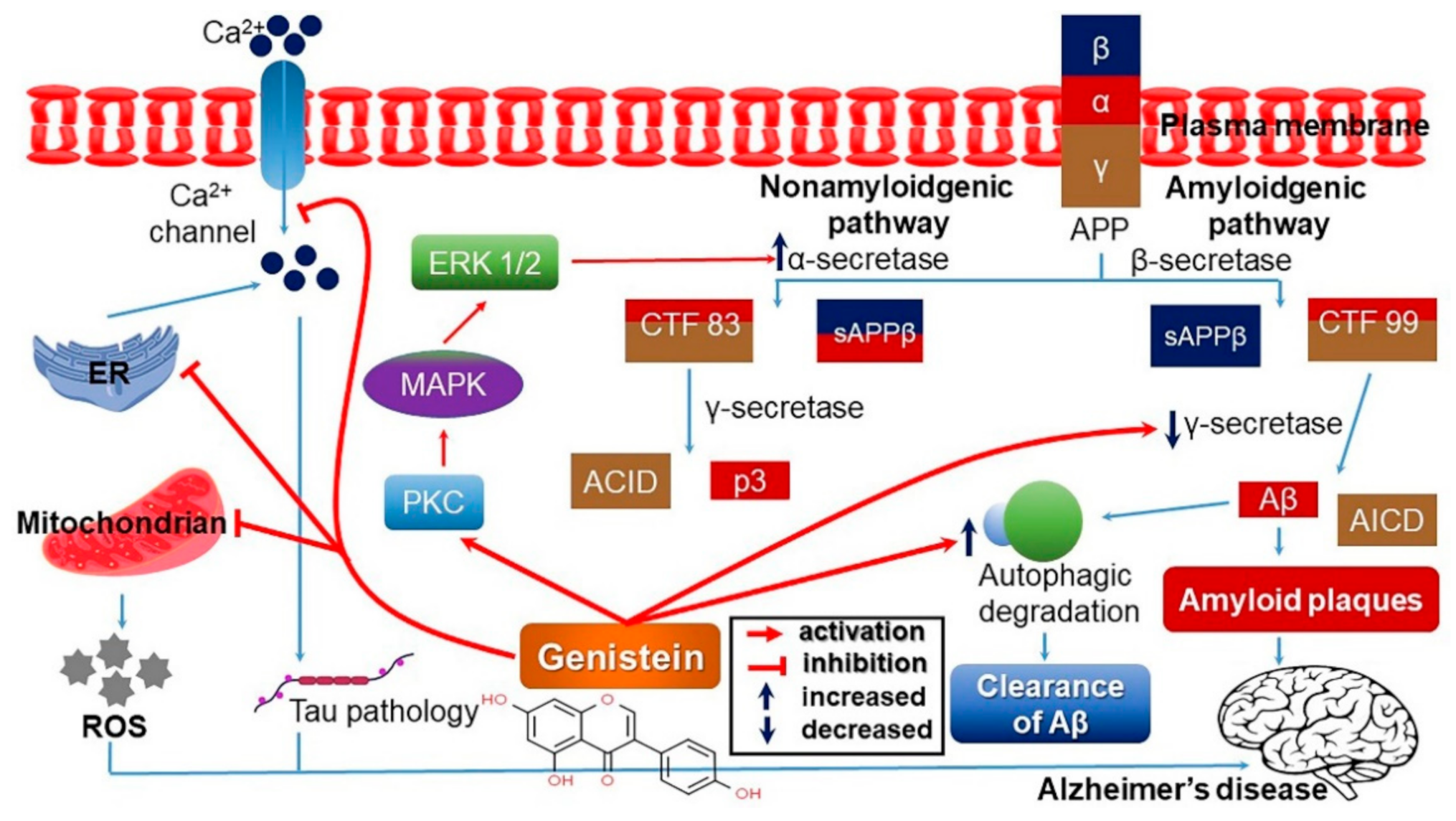 Antioxidants 10 01064 g005 Antioxidants 10 01064 g005