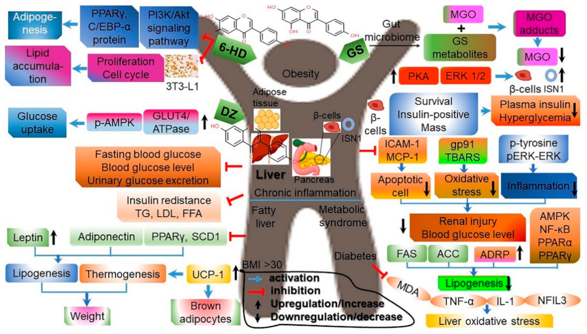 Antioxidants 10 01064 g006 Antioxidants 10 01064 g006