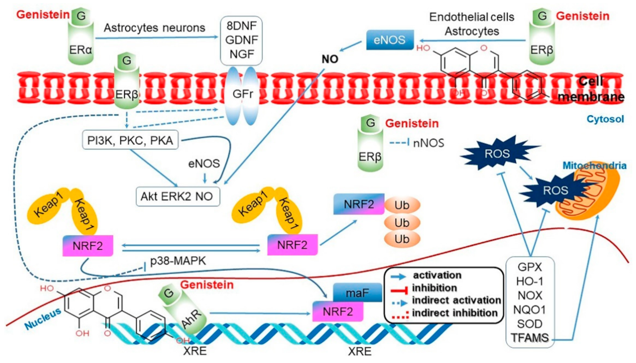 Antioxidants 10 01064 g007 Antioxidants 10 01064 g007