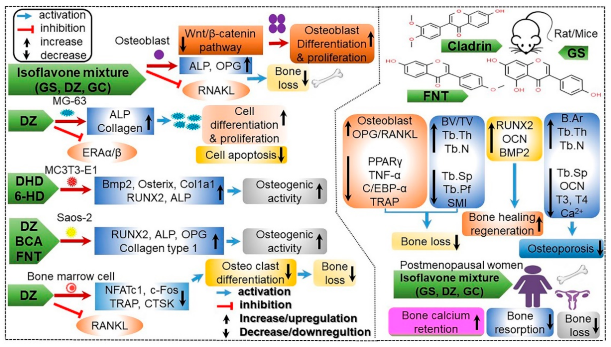 Antioxidants 10 01064 g010 Antioxidants 10 01064 g010