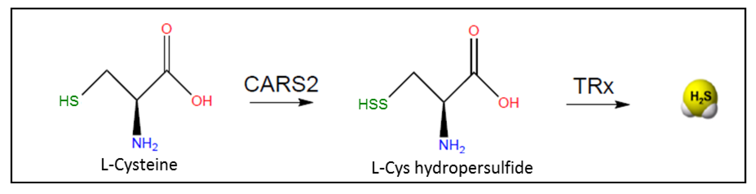 Antioxidants 10 01065 g006 Antioxidants 10 01065 g006