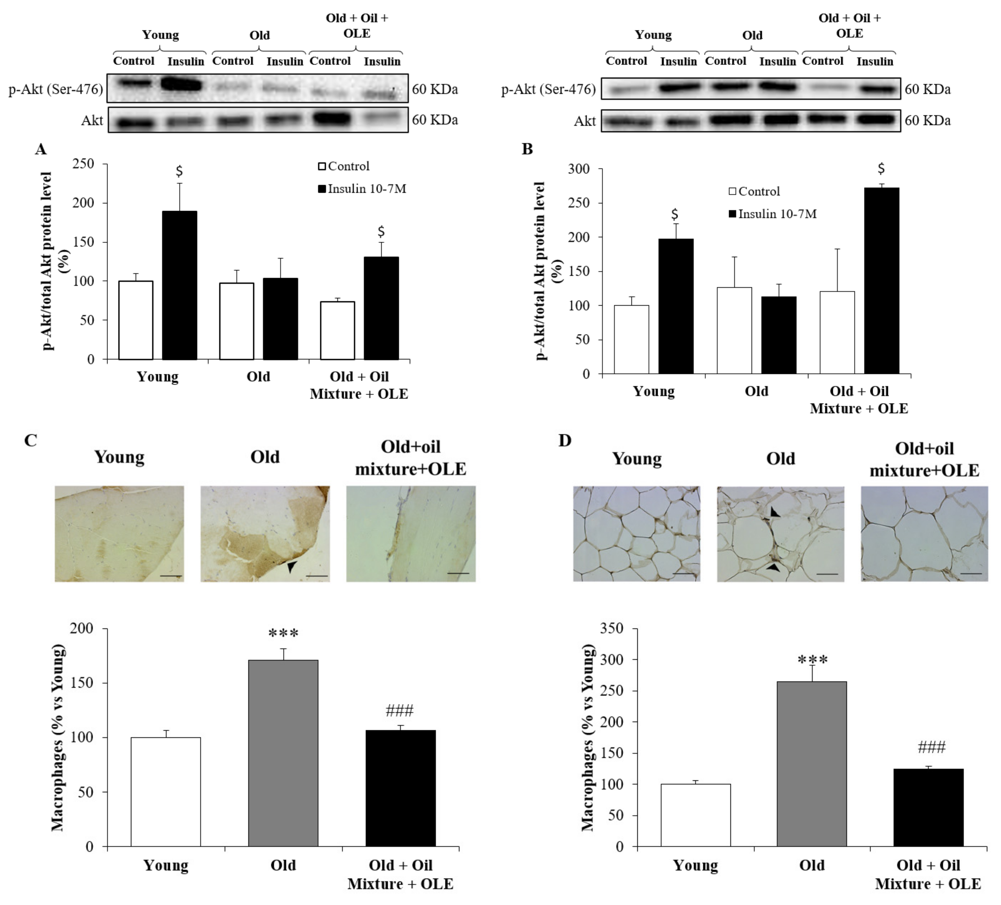 Antioxidants 10 01066 g003 Antioxidants 10 01066 g003