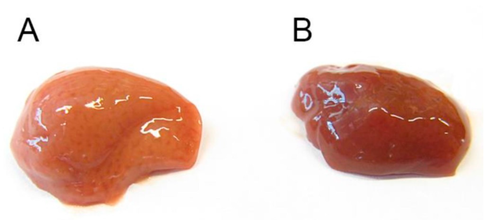 Antioxidants 10 01070 g014 550