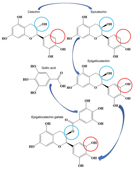 Antioxidants | Free Full-Text | Green Tea and Epigallocatechin 