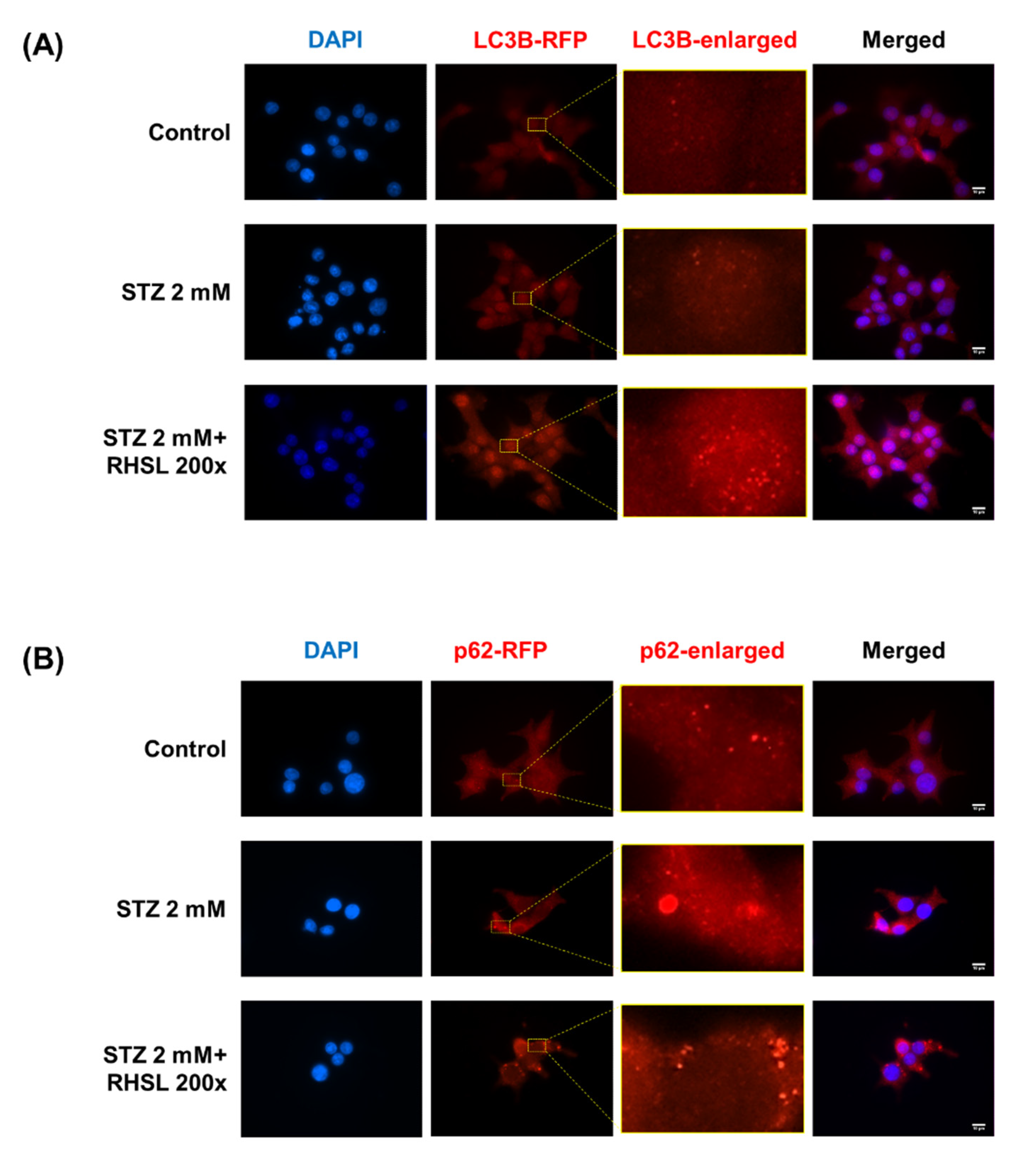 Antioxidants 10 01080 g004 550