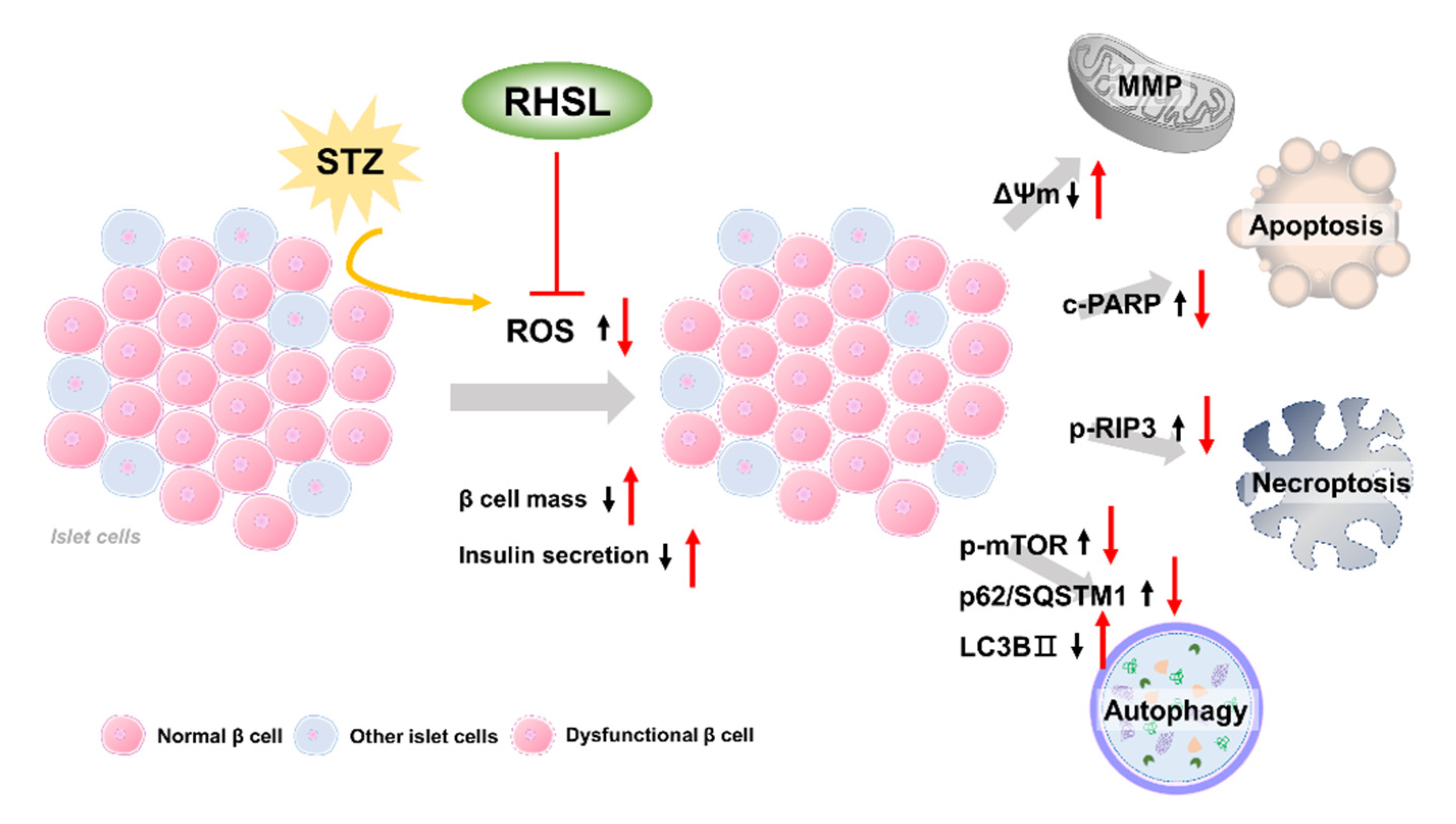 Antioxidants 10 01080 g006 550