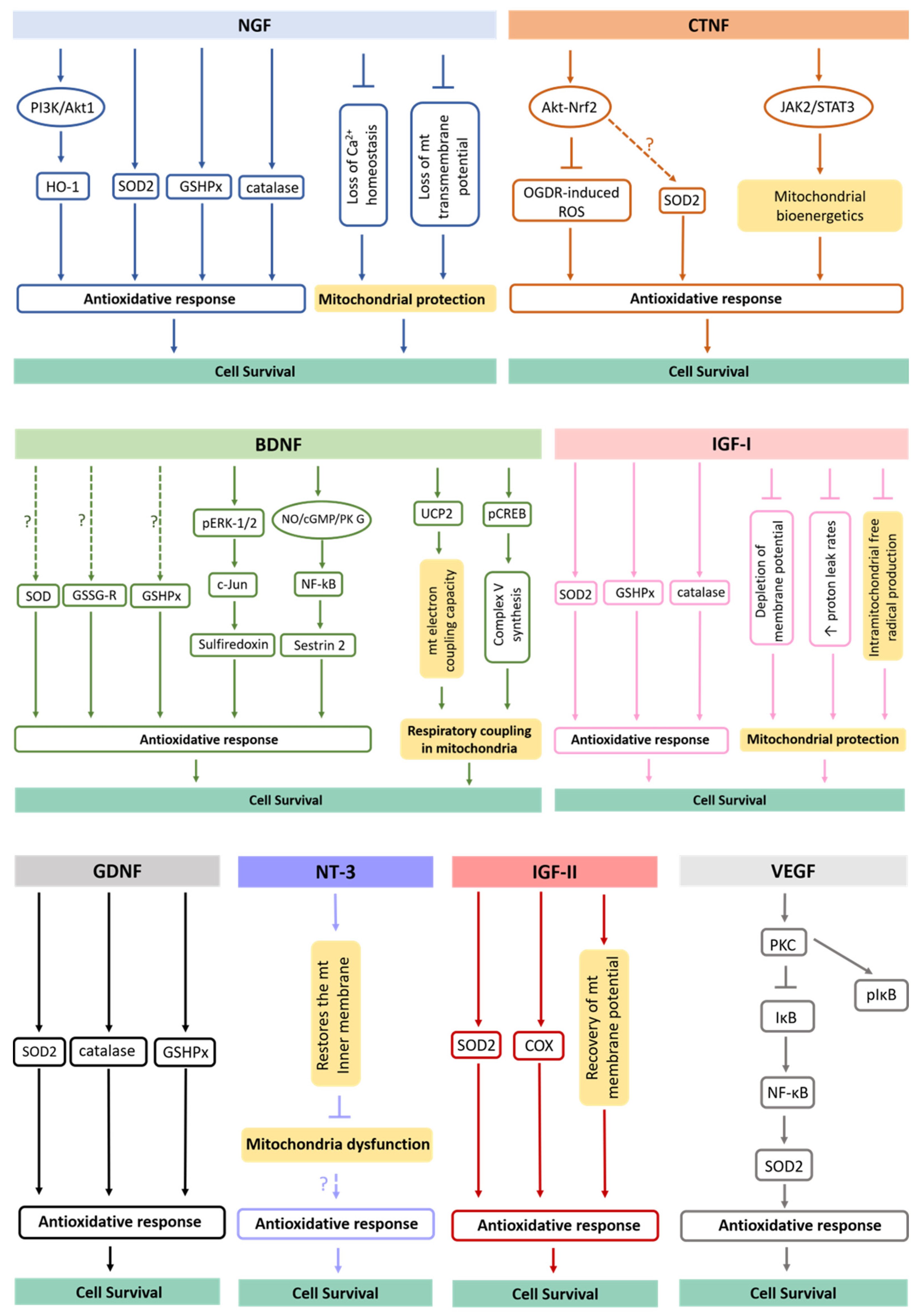 Antioxidants 10 01088 g002