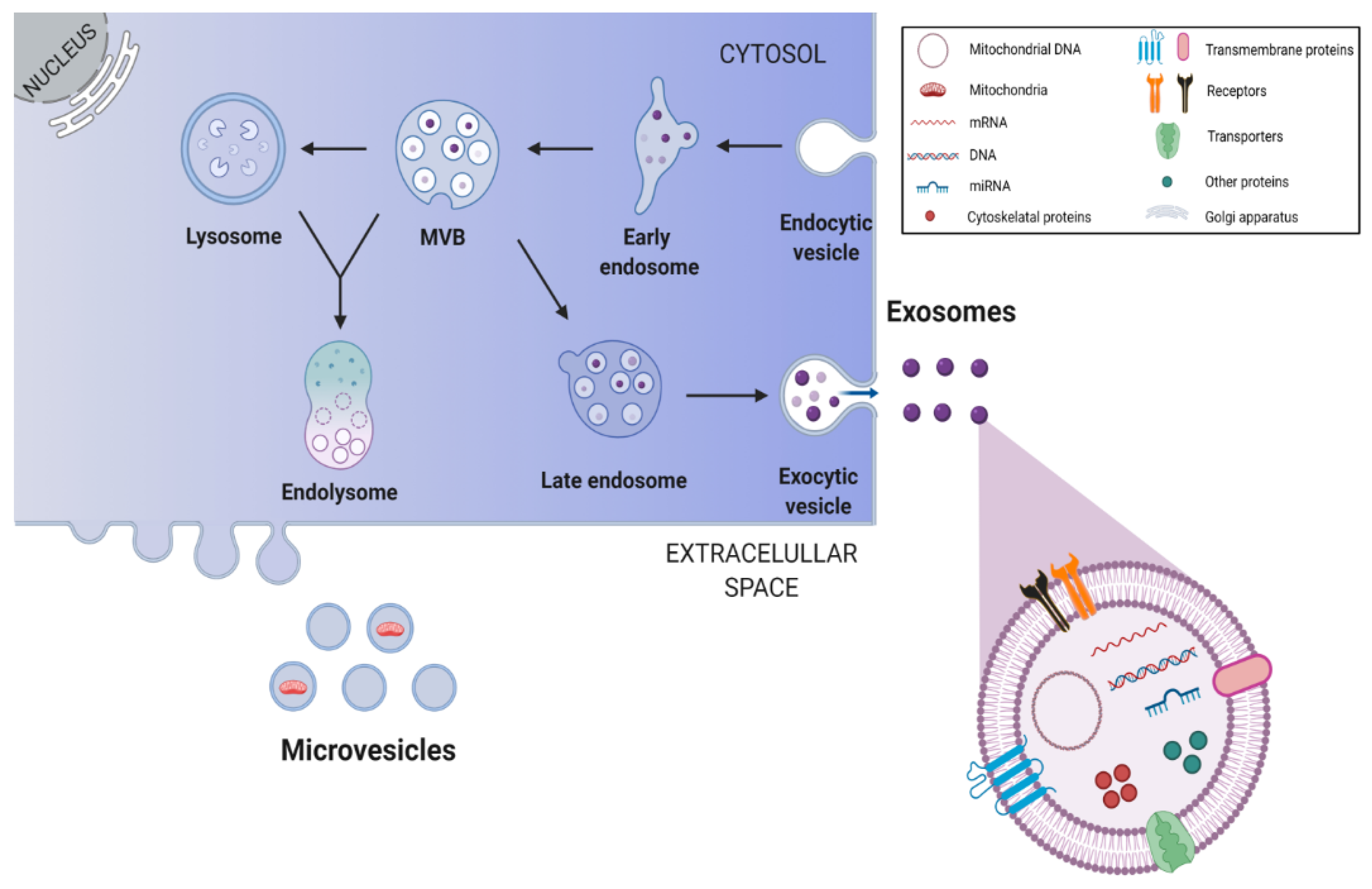 Antioxidants 10 01088 g003