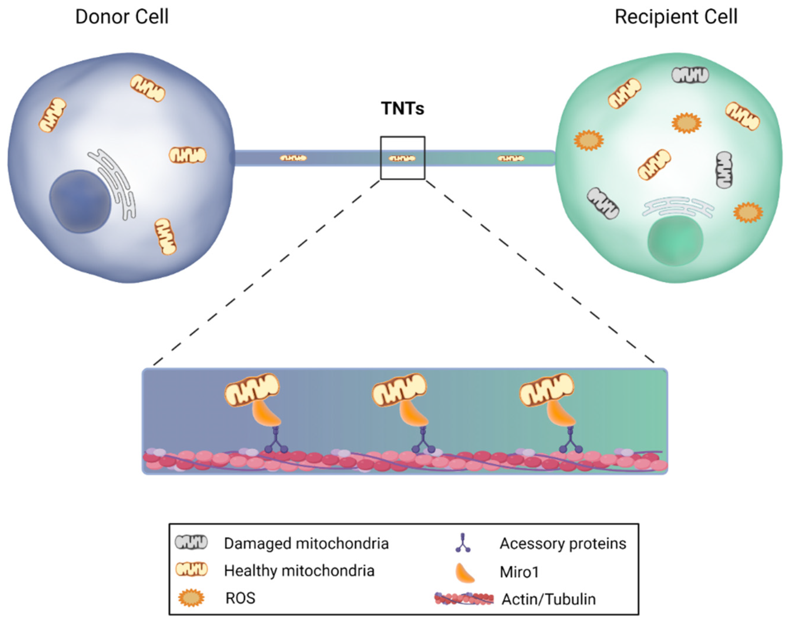 Antioxidants 10 01088 g004