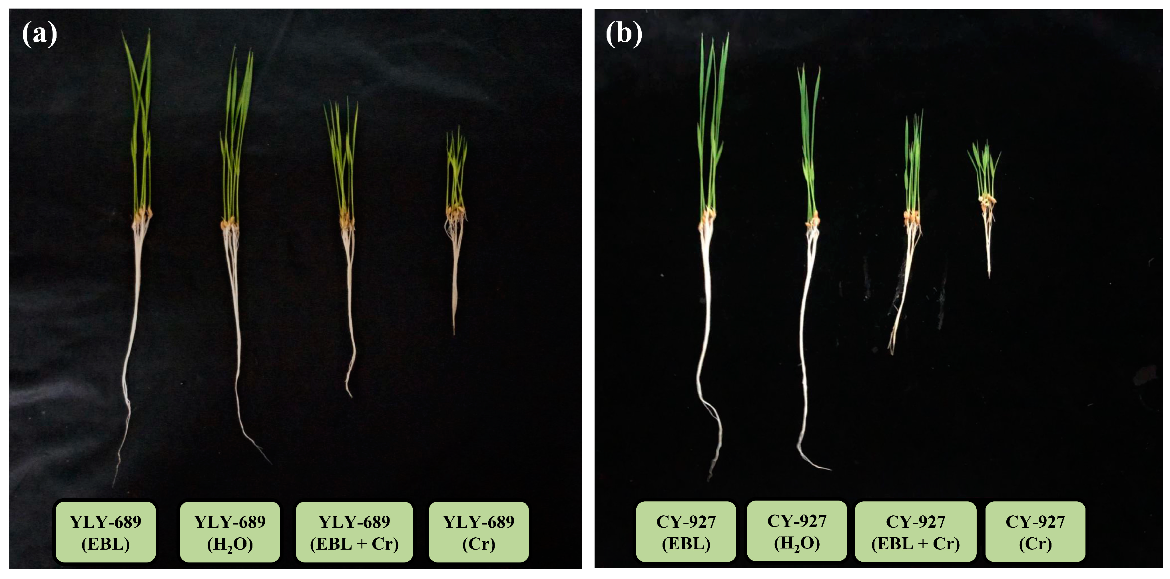 Antioxidants 10 01089 g001