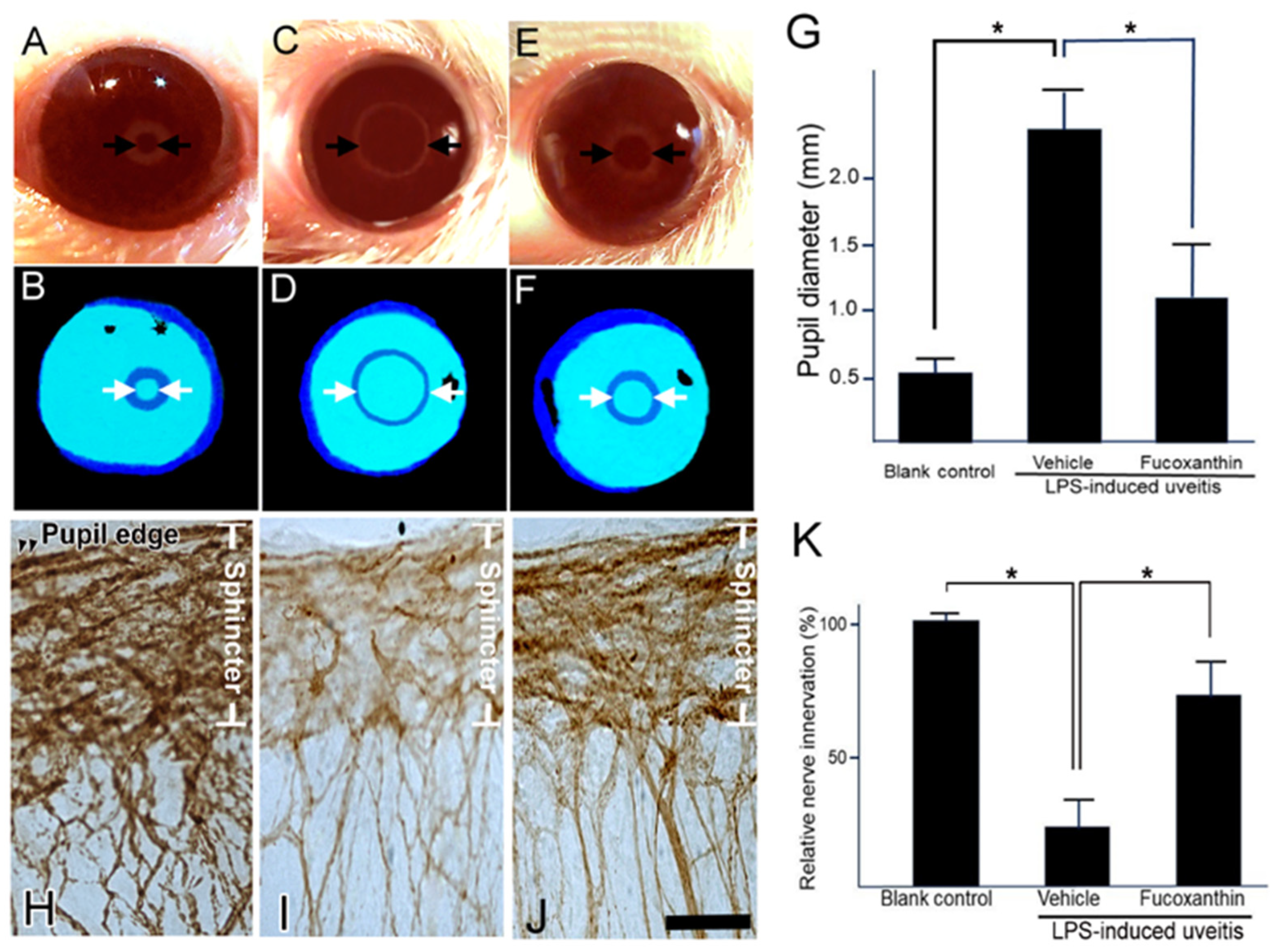 Antioxidants 10 01092 g005 Antioxidants 10 01092 g005