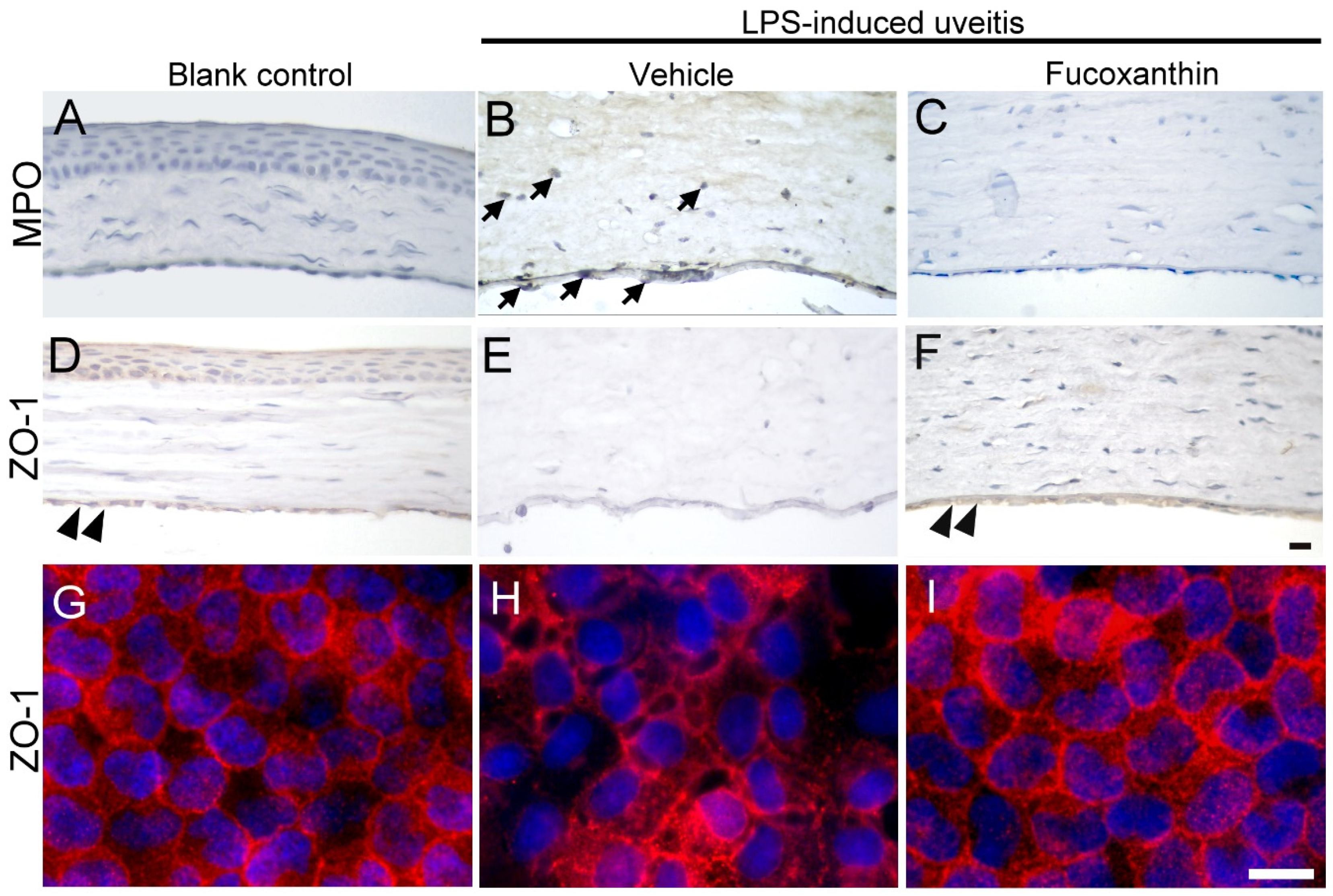 Antioxidants 10 01092 g006 Antioxidants 10 01092 g006