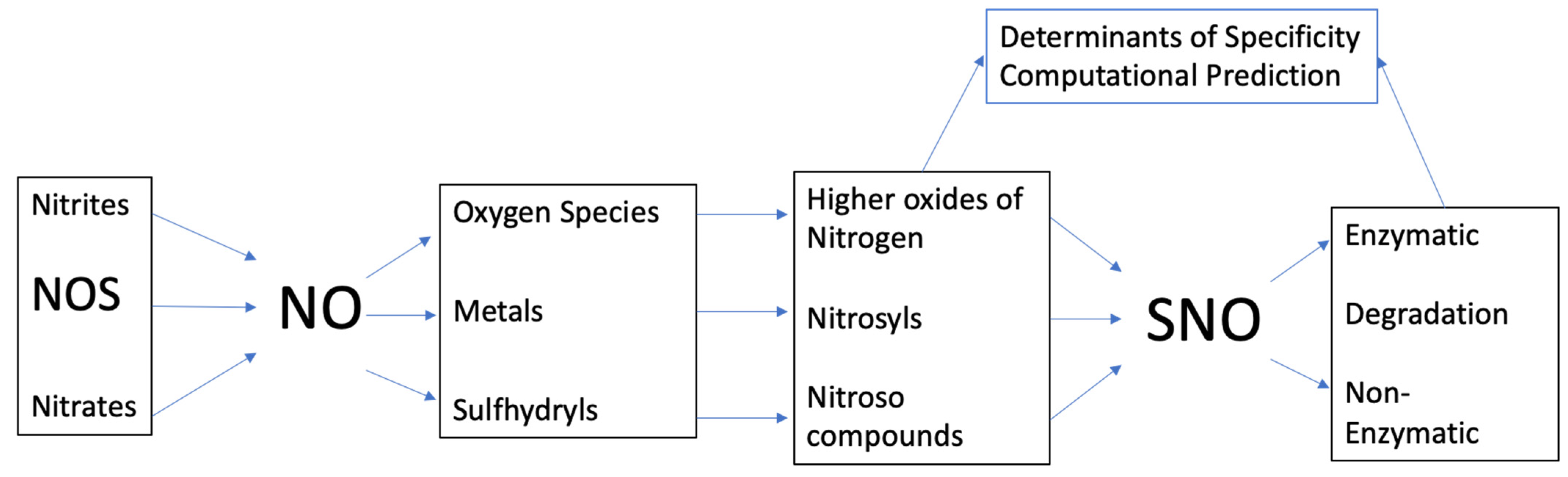 Antioxidants 10 01111 g001 Antioxidants 10 01111 g001