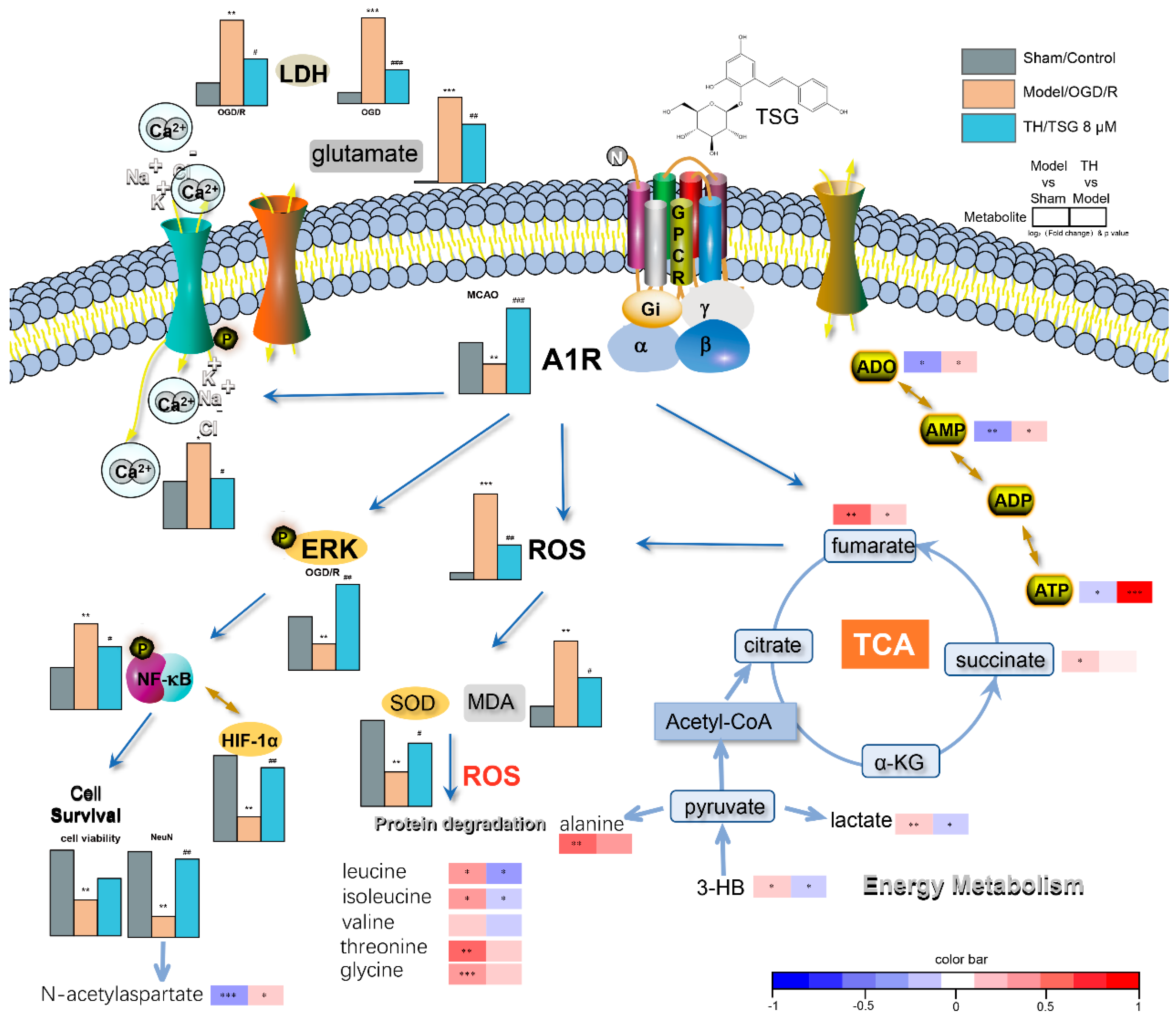 Antioxidants 10 01112 g008