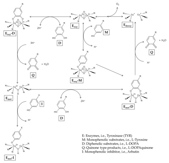 Arbutin as a Skin Depigmenting Agent with Antimelanogenic