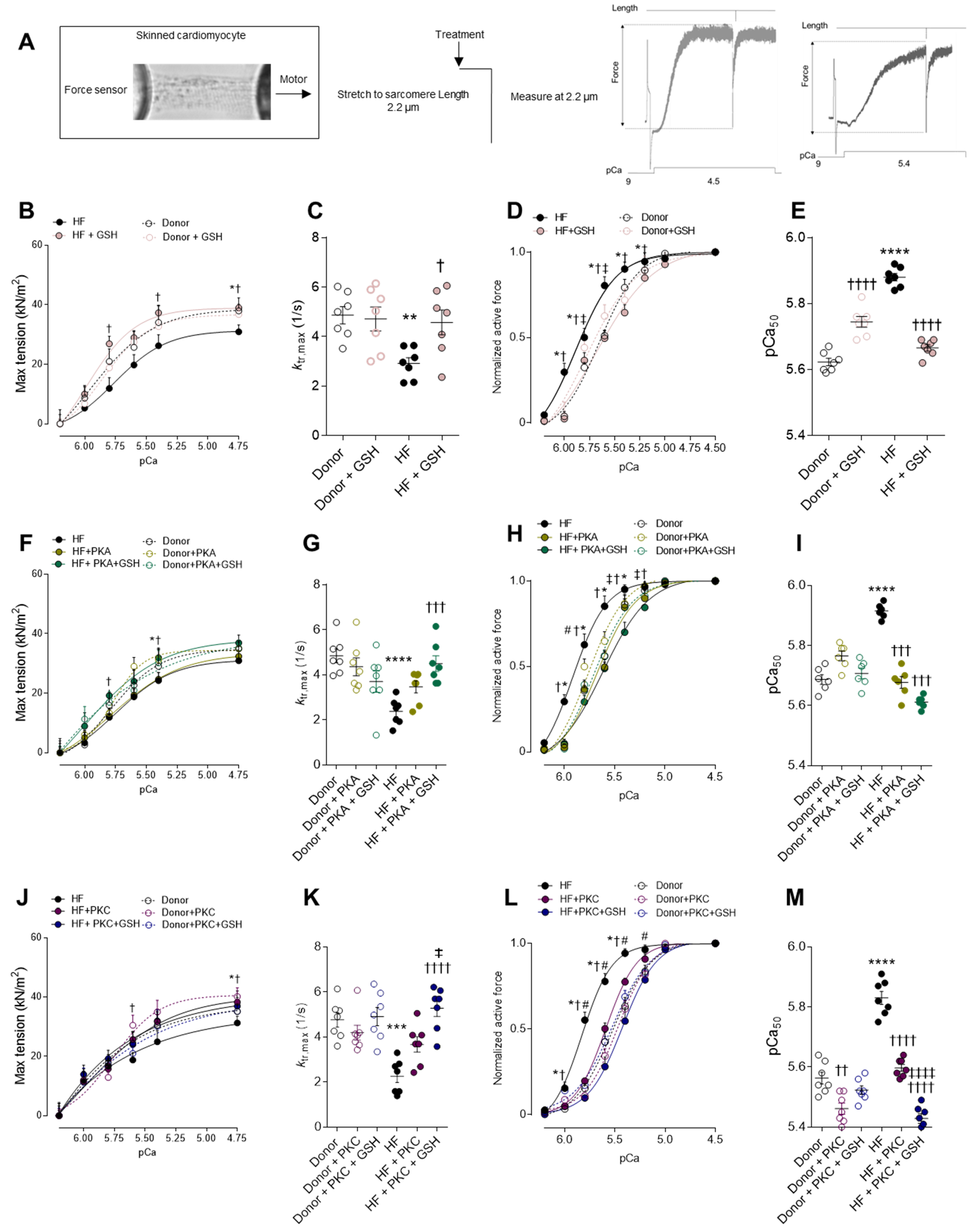 Antioxidants 10 01134 g001