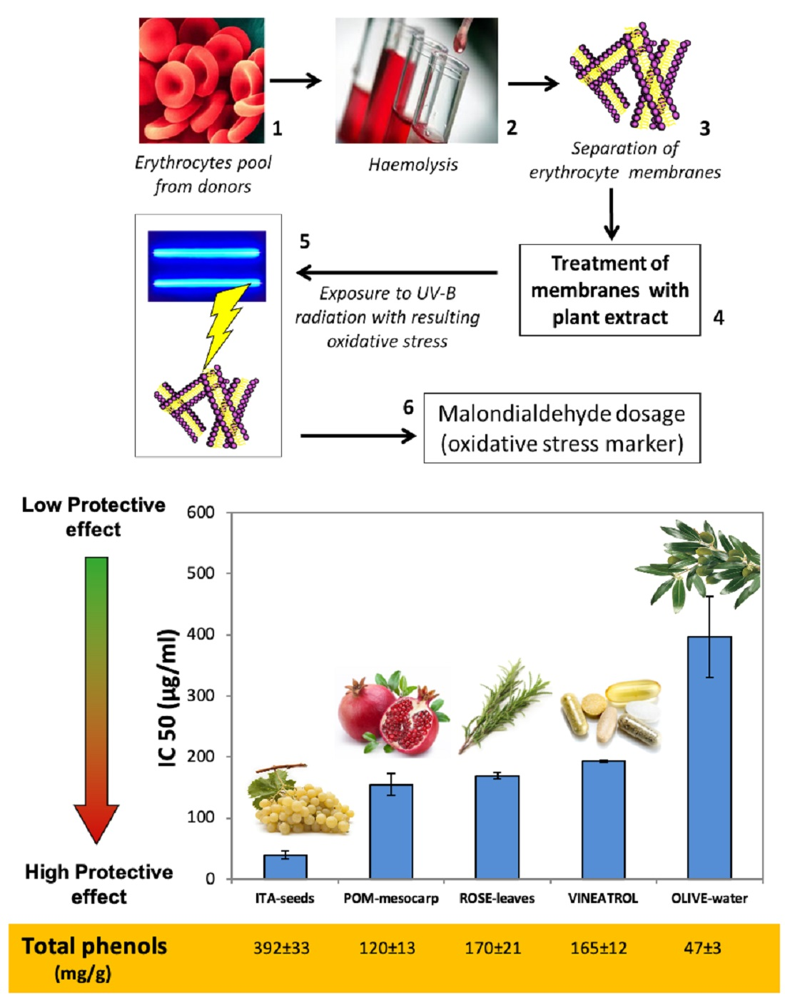 Antioxidants Free FullText Comparison between In Vitro Chemical