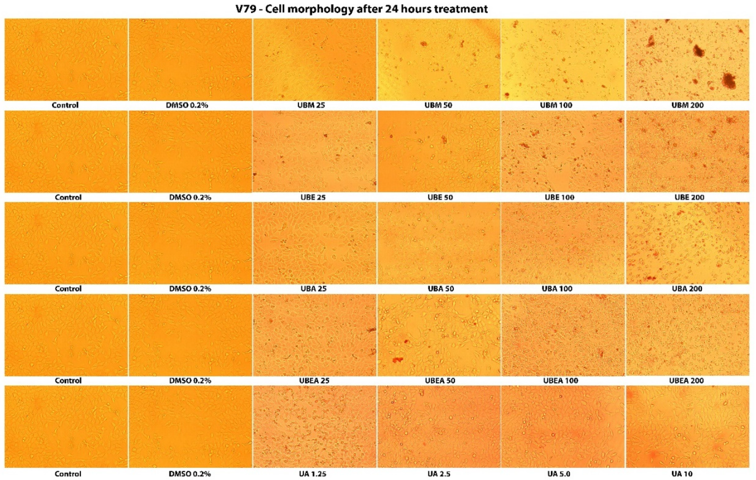 Antioxidants Free Full Text In Vitro Anticancer Activity And Oxidative Stress Biomarkers Status Determined By Usnea Barbata L F H Wigg Dry Extracts Html