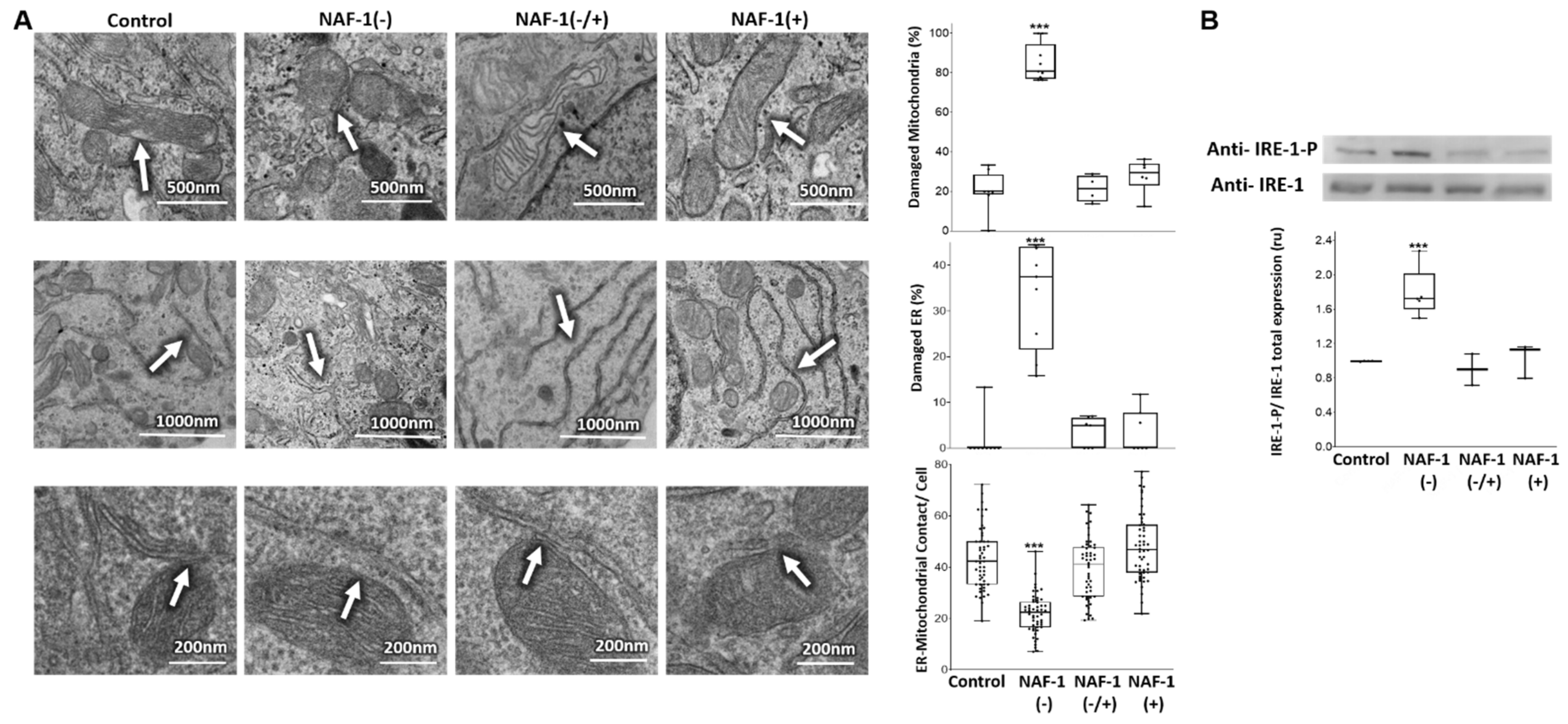 Antioxidants 10 01160 g002 Antioxidants 10 01160 g002