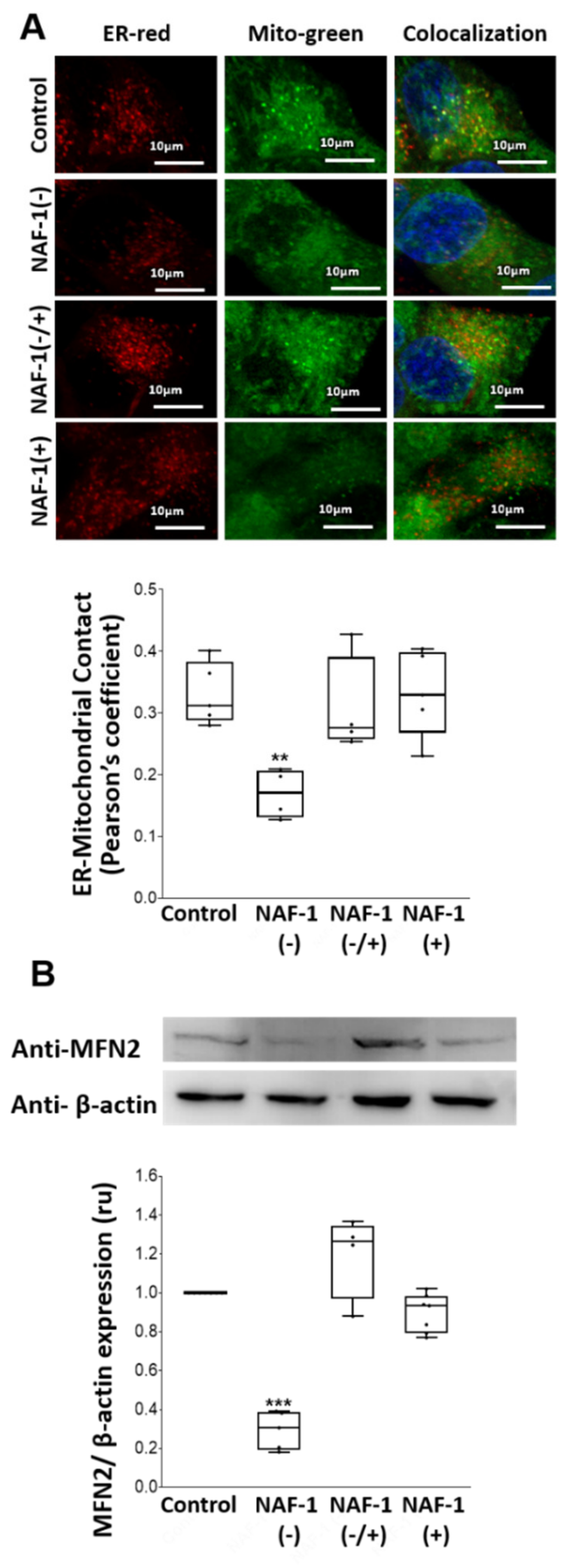 Antioxidants 10 01160 g003 Antioxidants 10 01160 g003