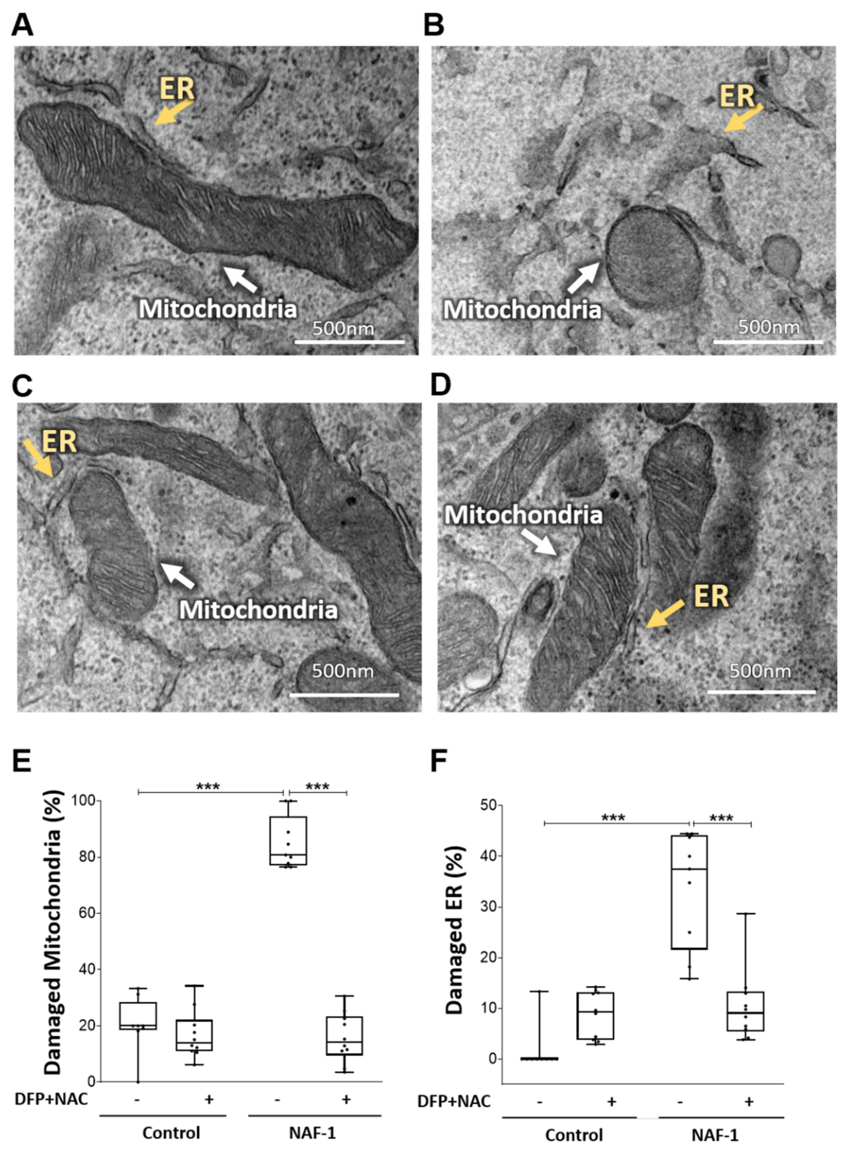 Antioxidants 10 01160 g007 Antioxidants 10 01160 g007