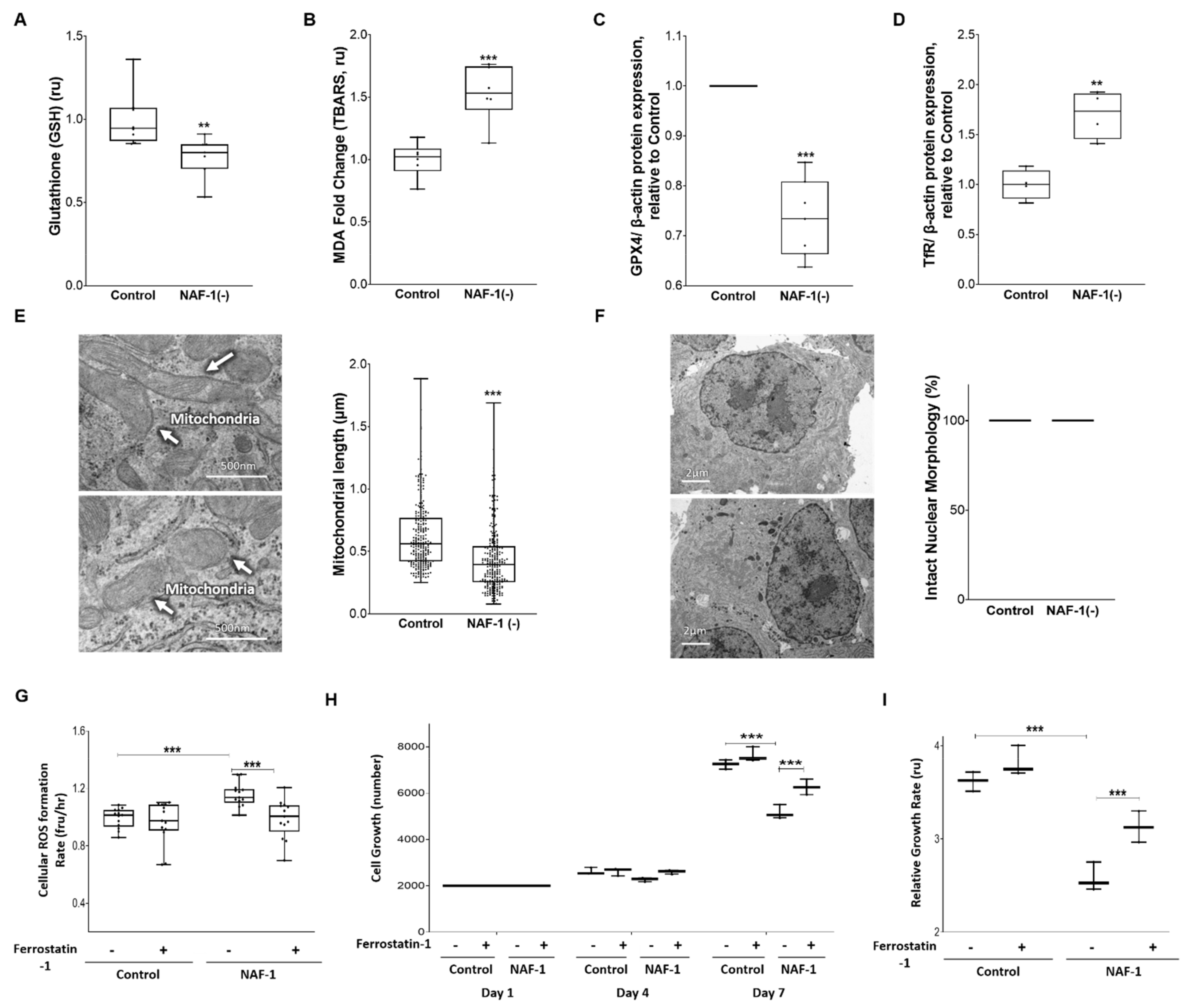 Antioxidants 10 01160 g008 Antioxidants 10 01160 g008