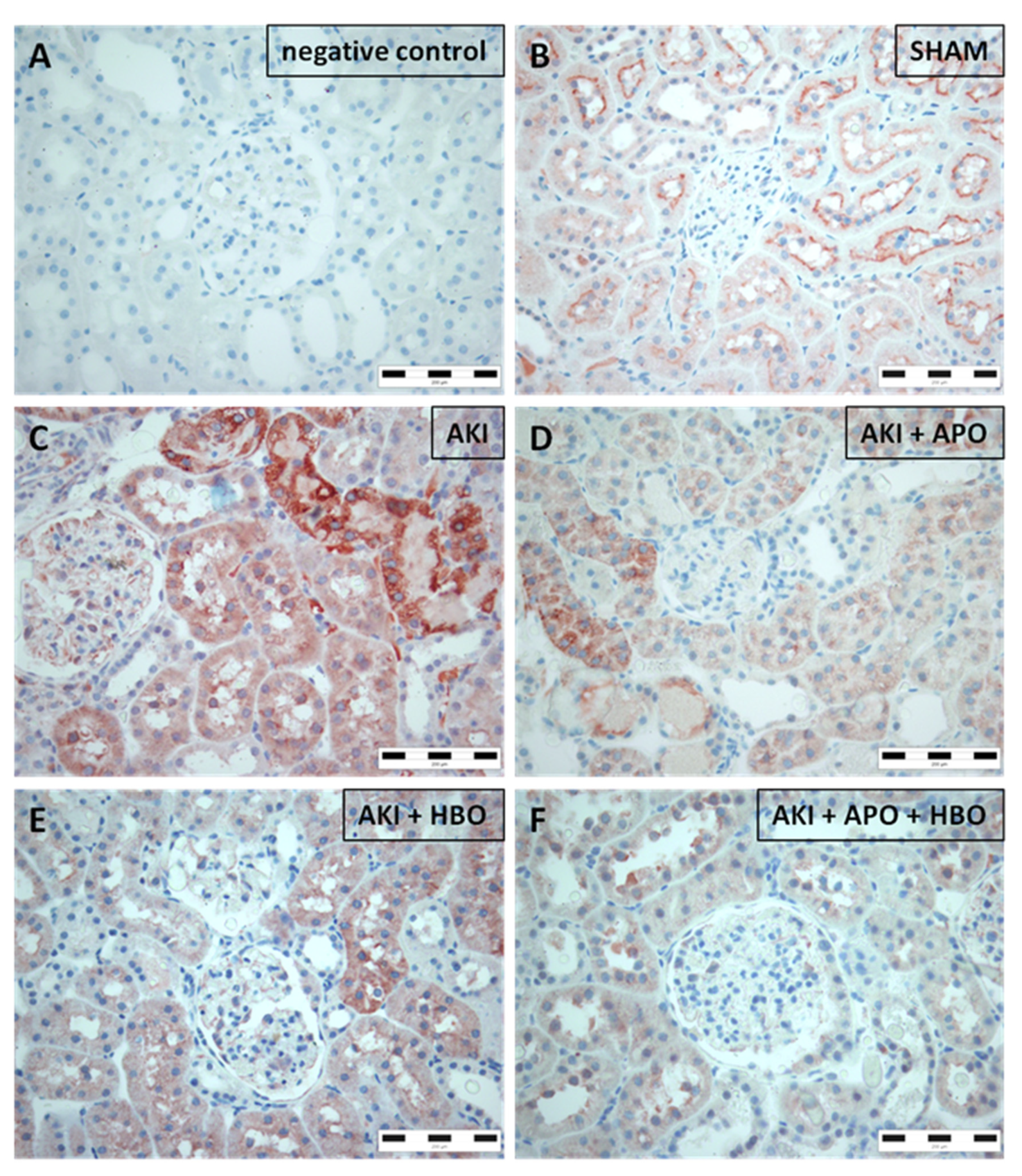 Antioxidants 10 01163 g006