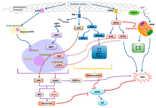 Roles and Therapeutic Implications of Endoplasmic Reticulum