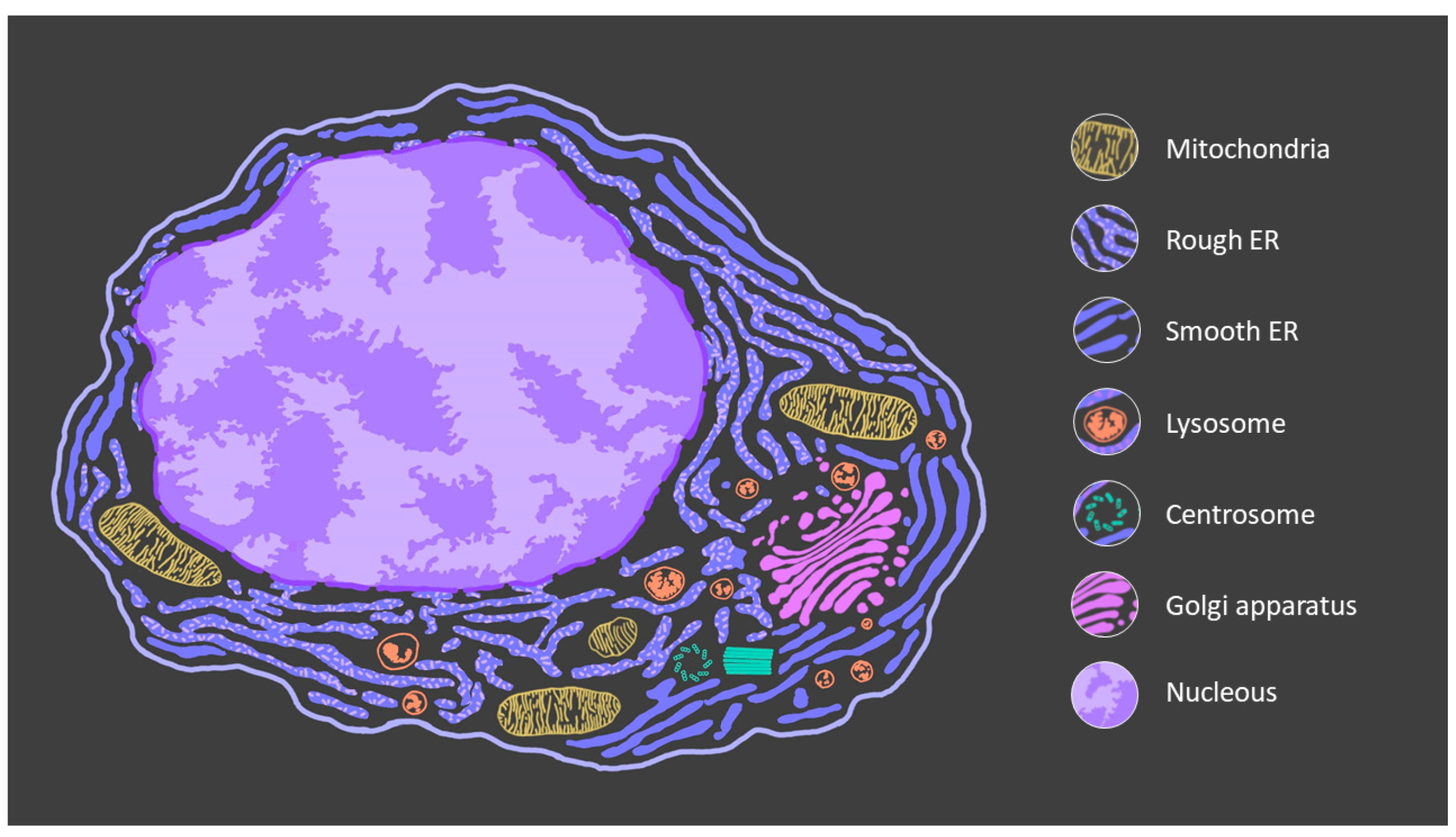 Antioxidants 10 01170 g002 550