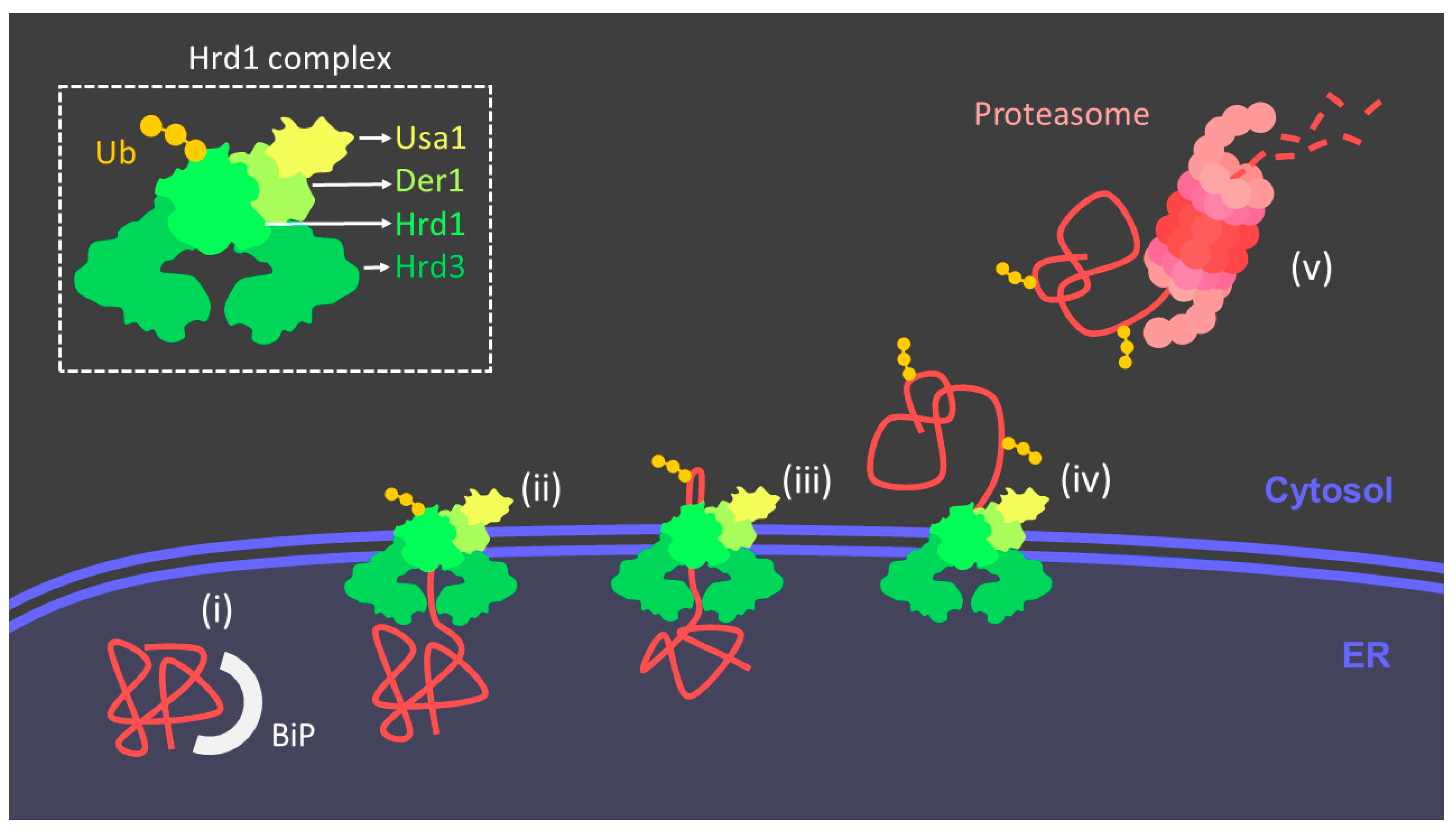 Antioxidants 10 01170 g003 550