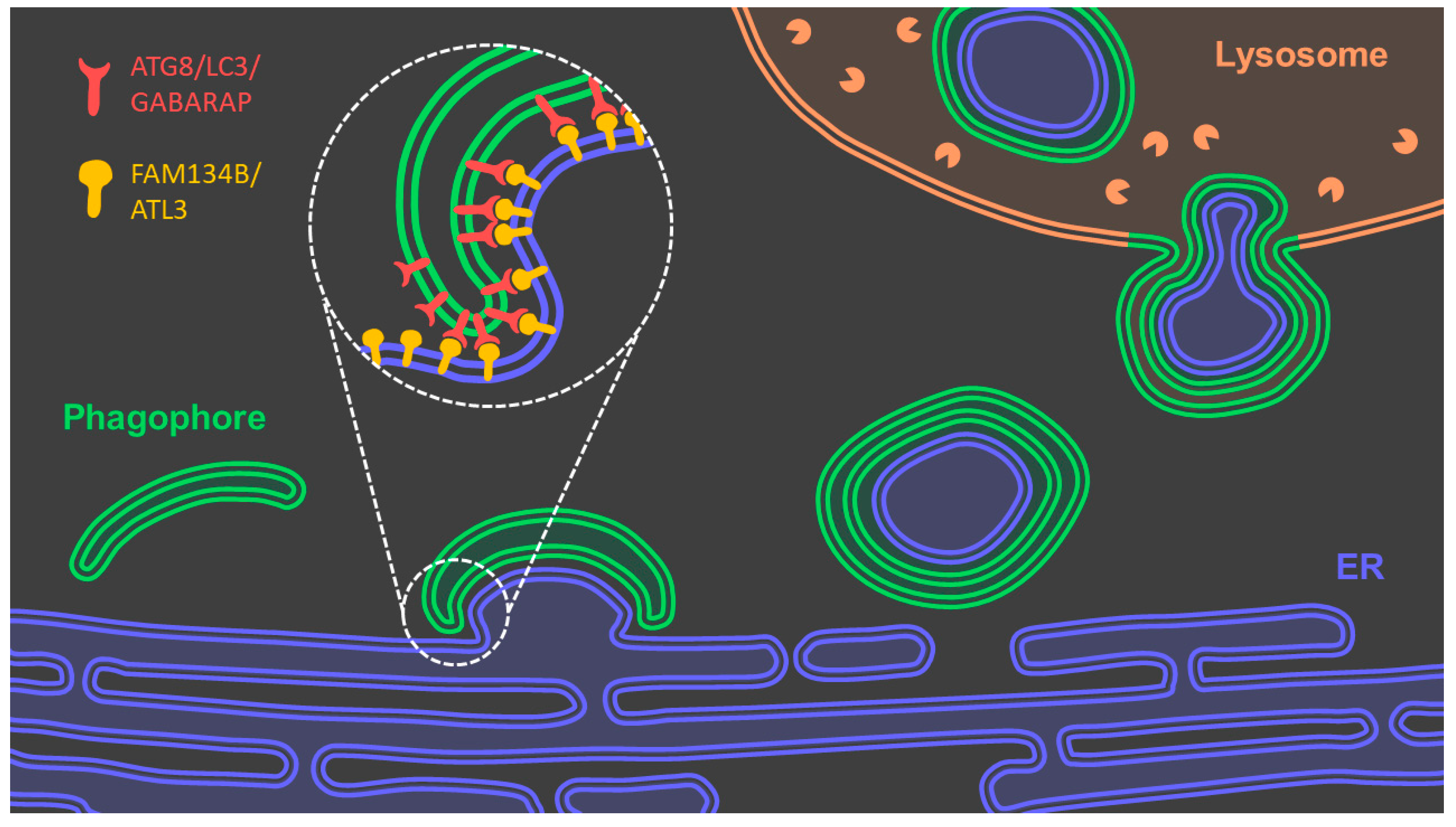 Antioxidants 10 01170 g004 550
