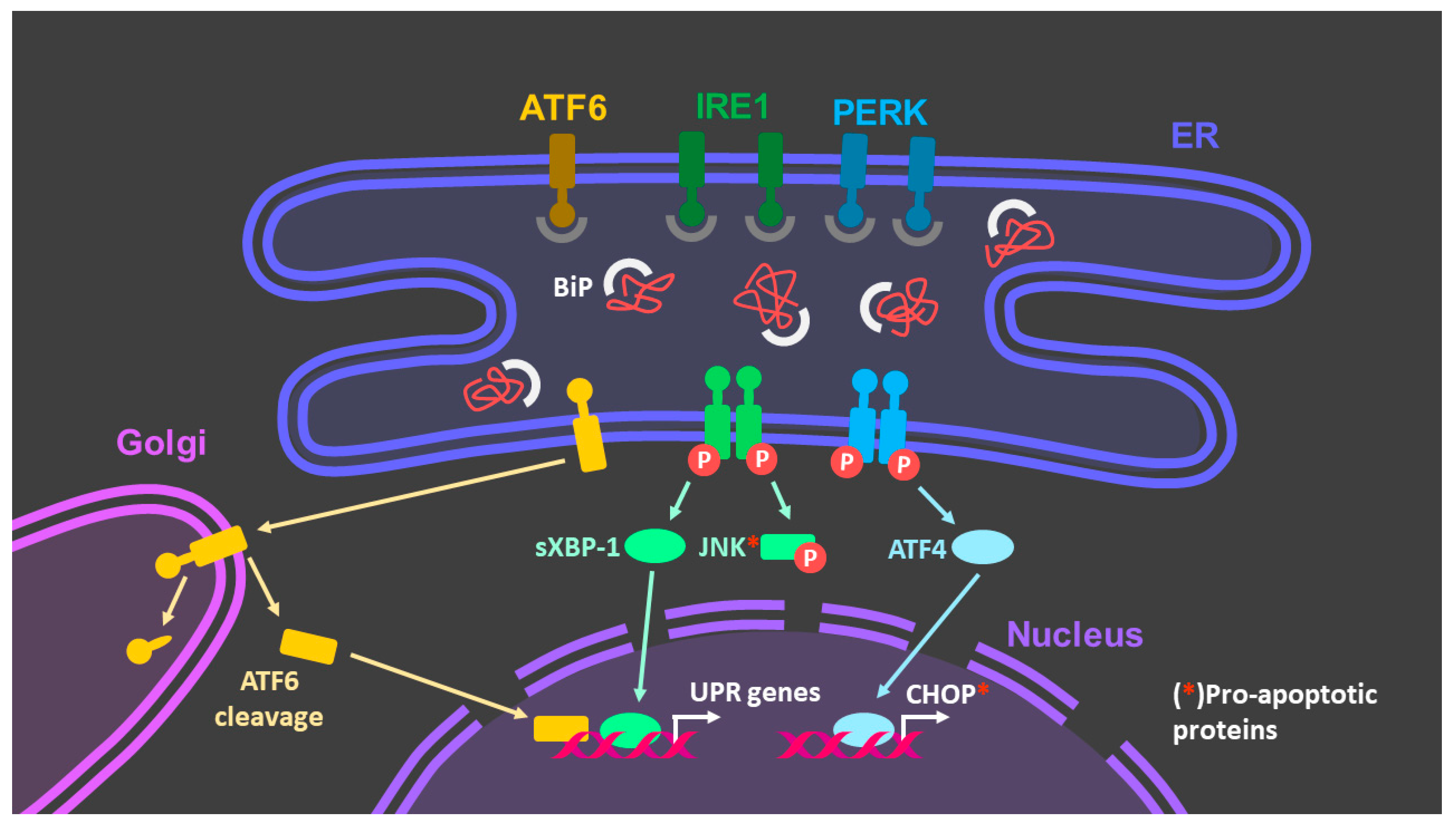 Antioxidants 10 01170 g005 550
