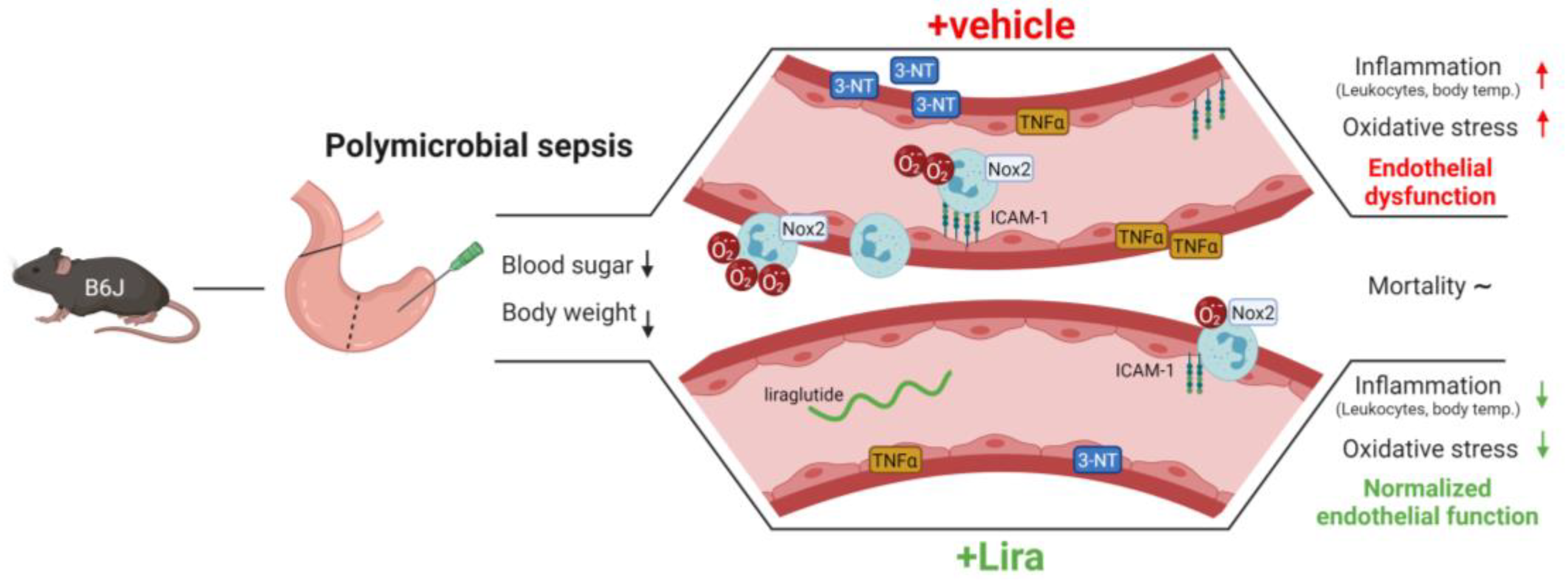 Antioxidants 10 01175 g006