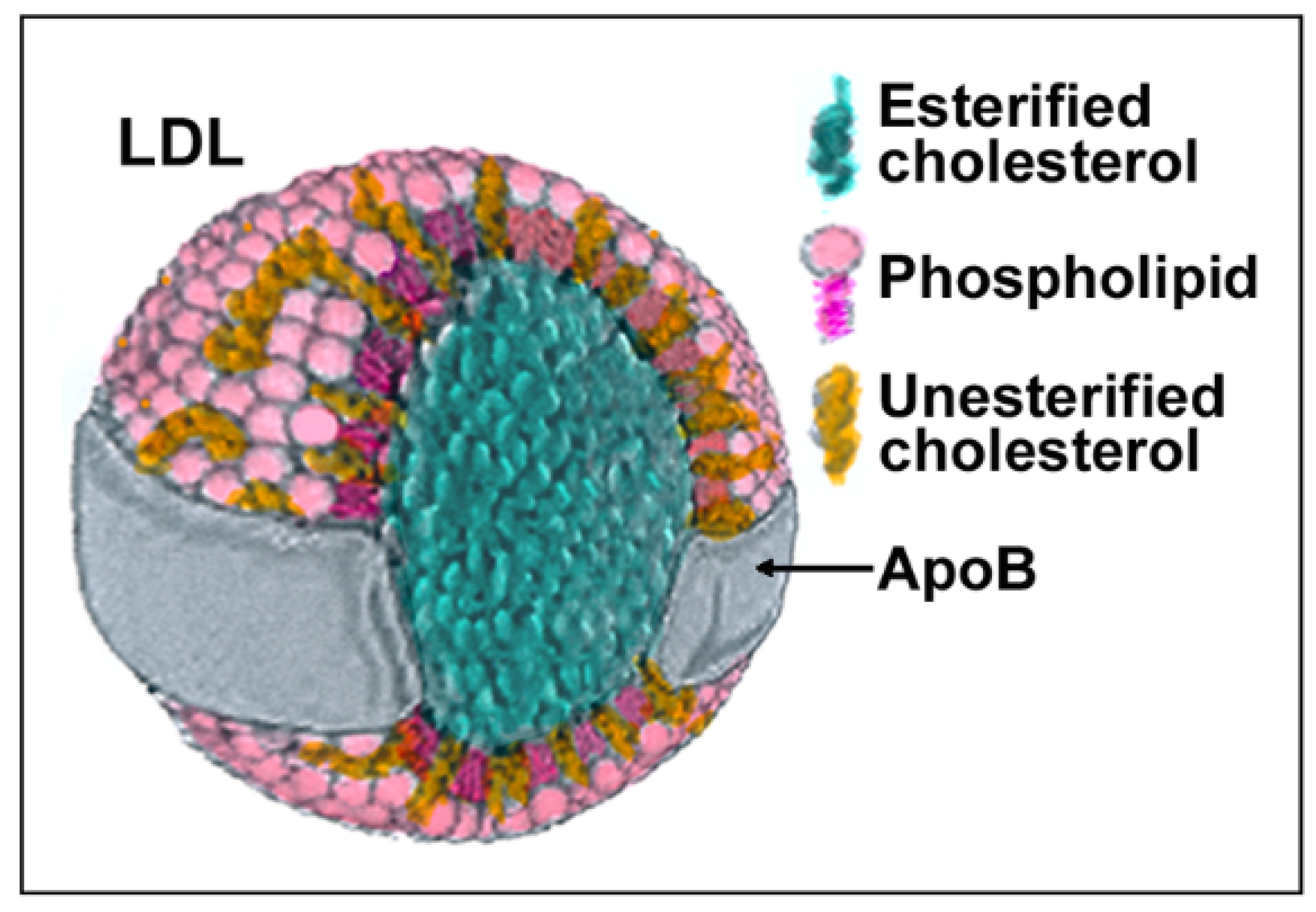 Antioxidants 10 01184 g001