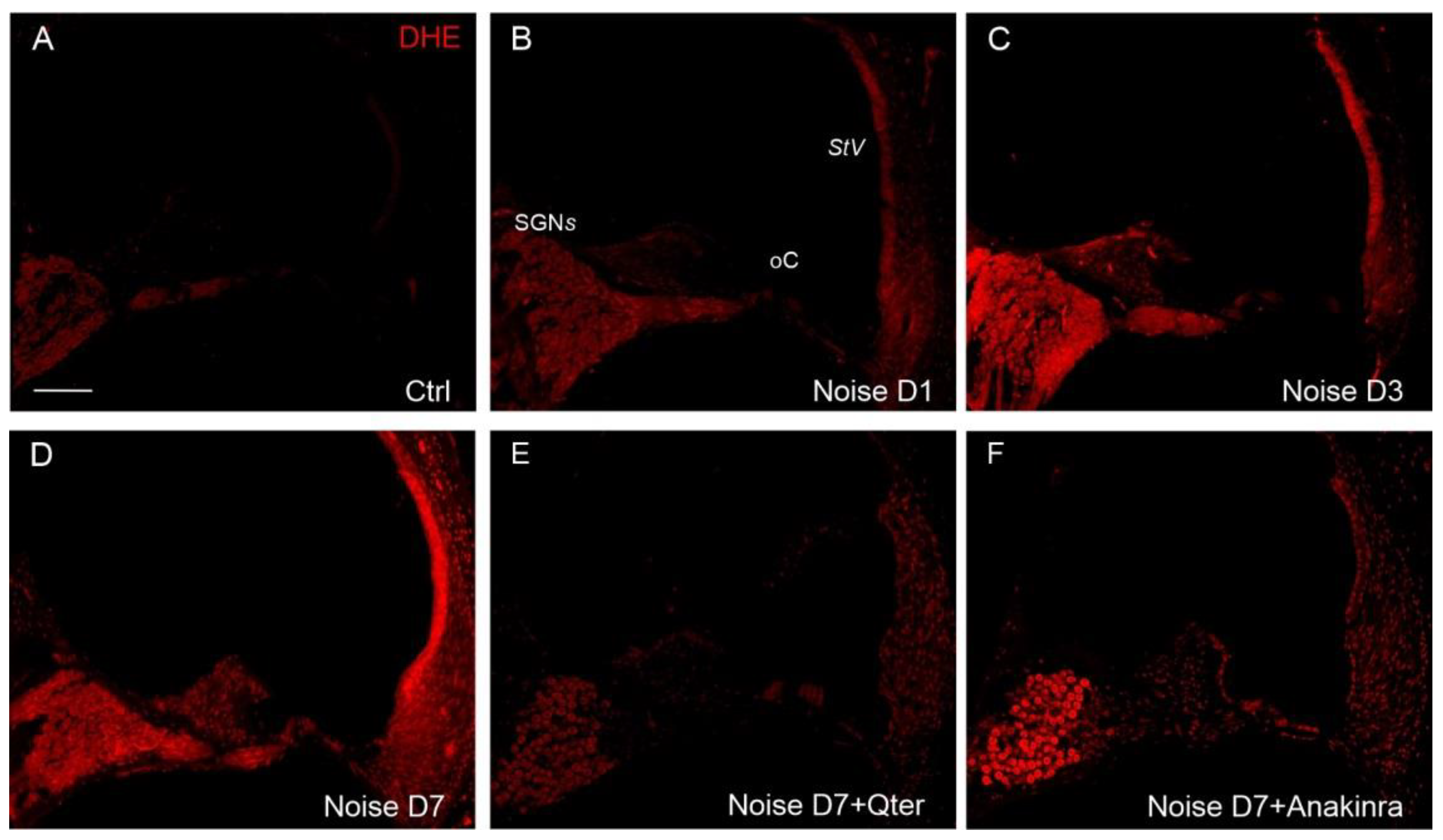Antioxidants 10 01188 g007 Antioxidants 10 01188 g007