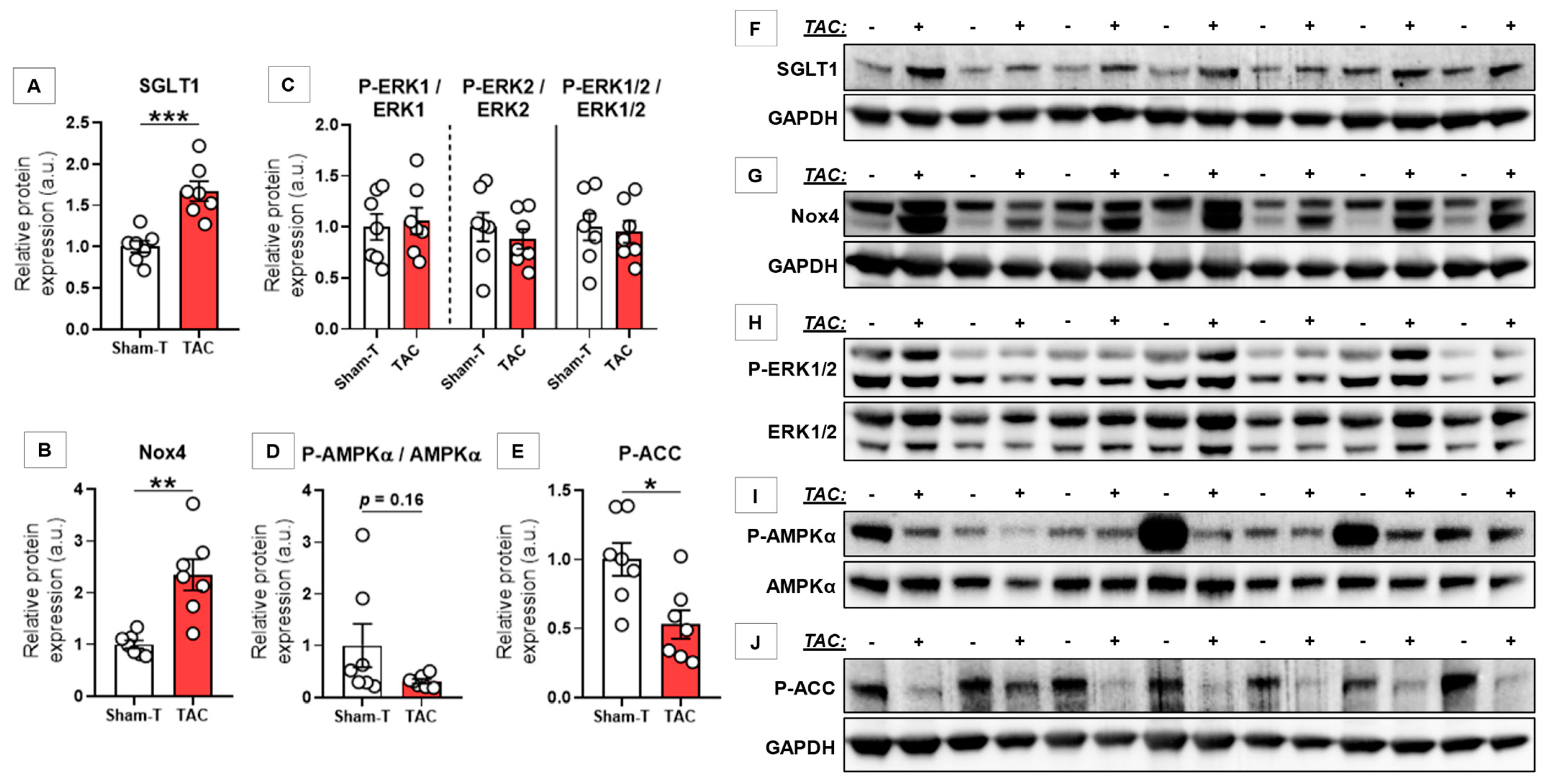 Antioxidants 10 01190 g002