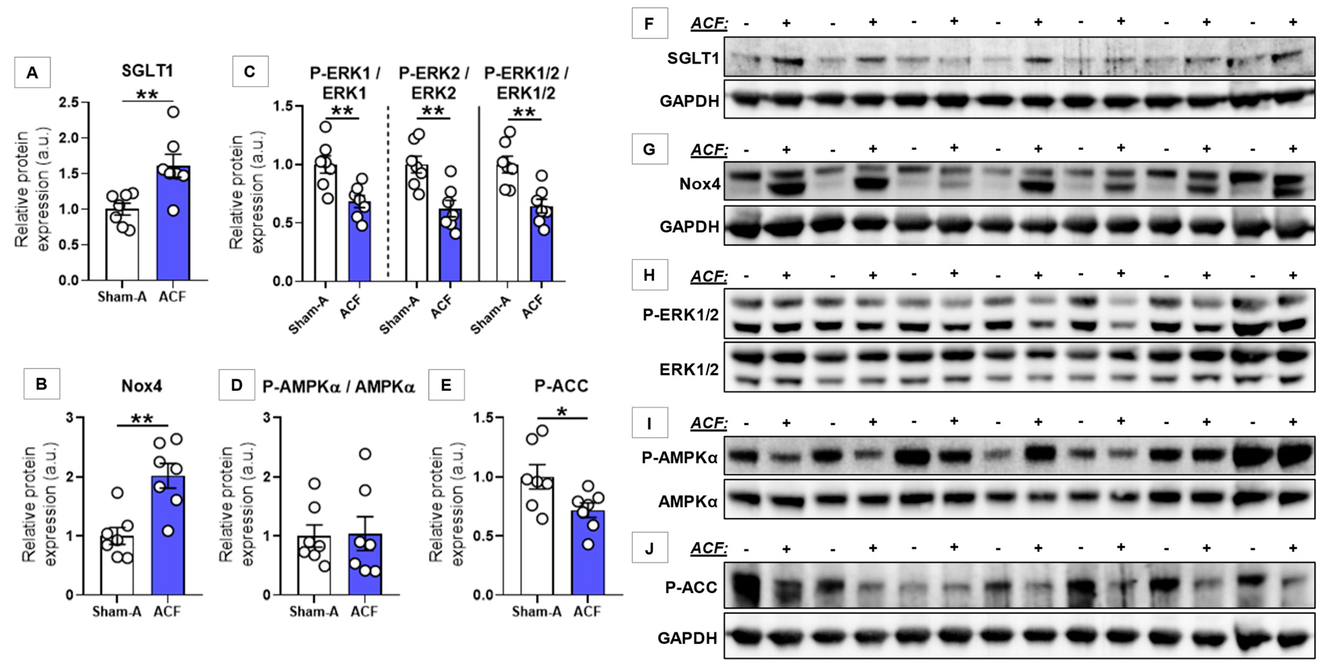 Antioxidants 10 01190 g003