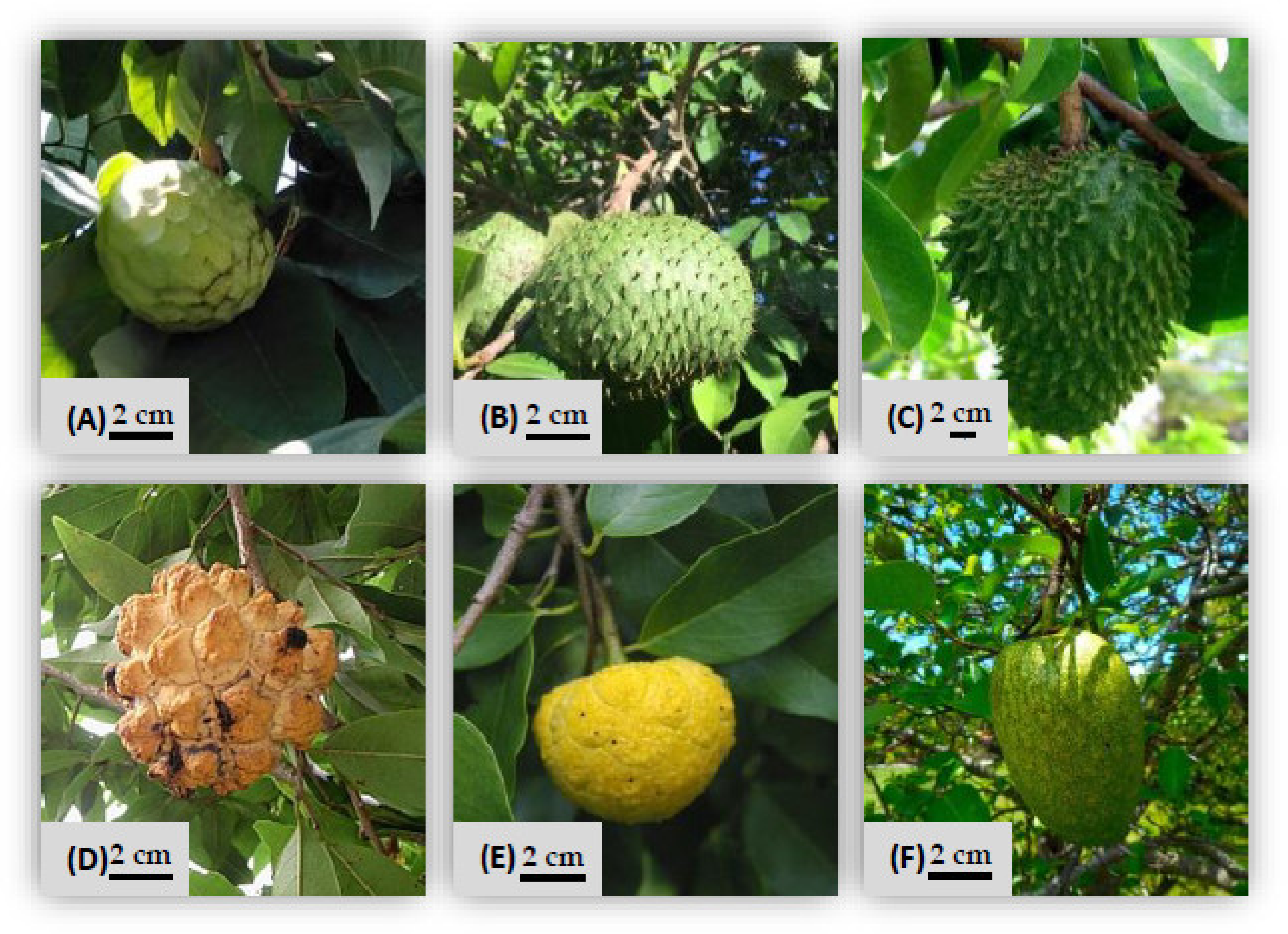 Antioxidants 10 01196 g001 550