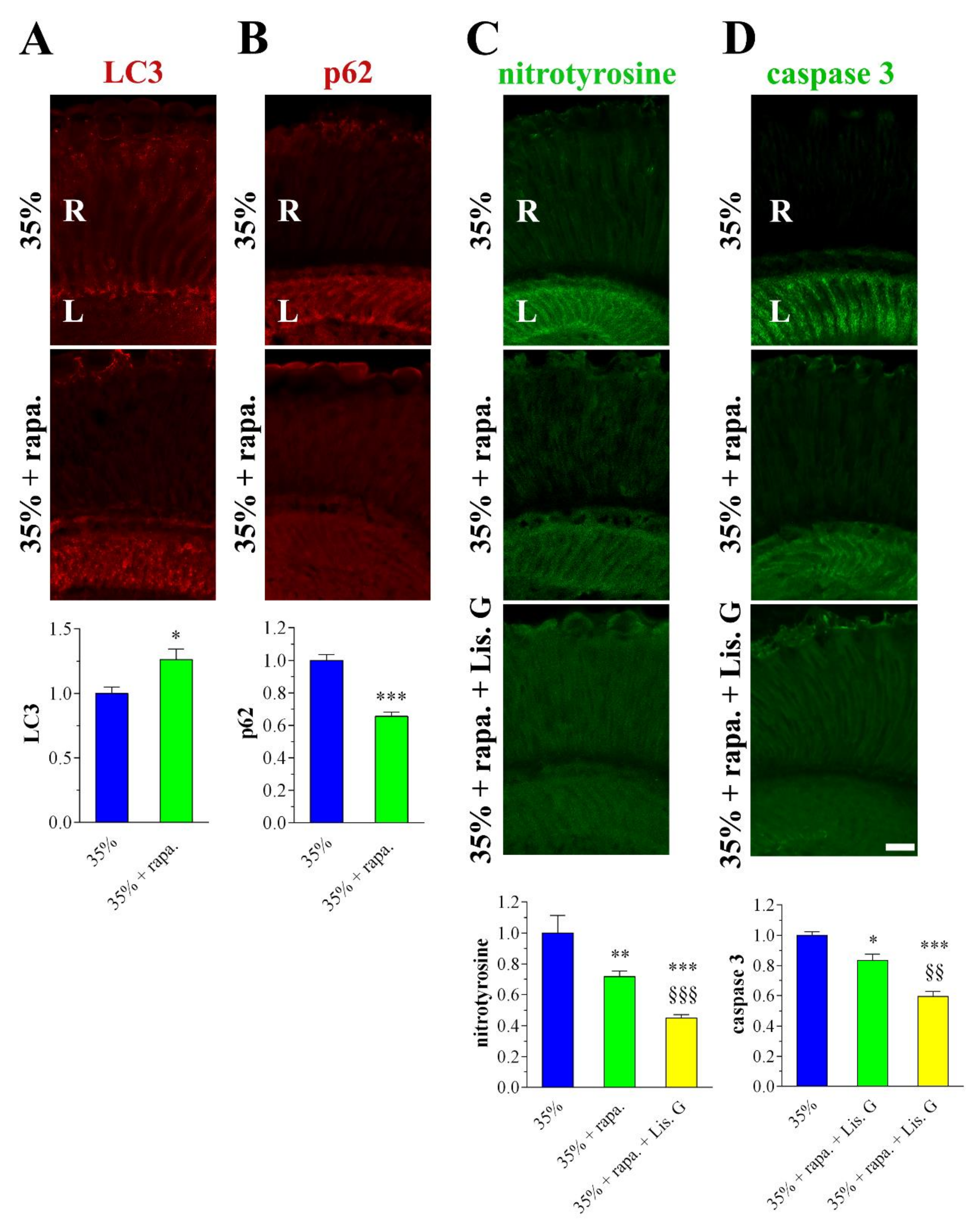 Antioxidants 10 01197 g008
