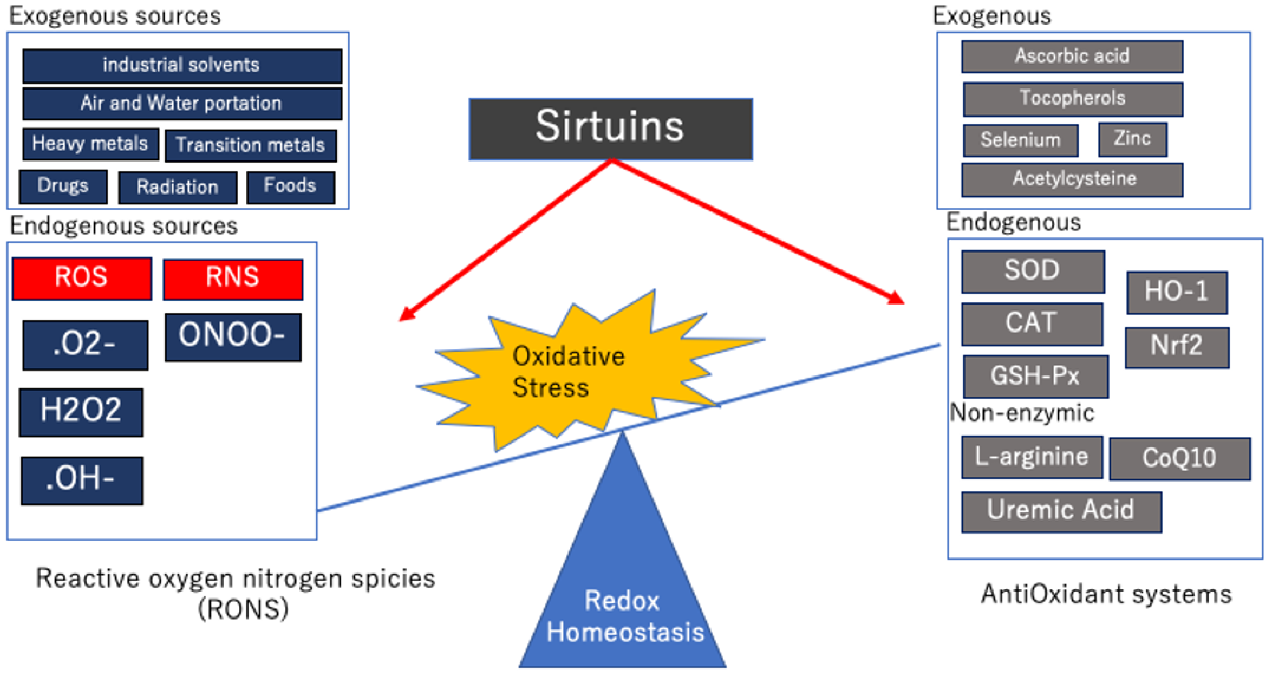 antioxidants free full text sirtuins and renal oxidative stress html