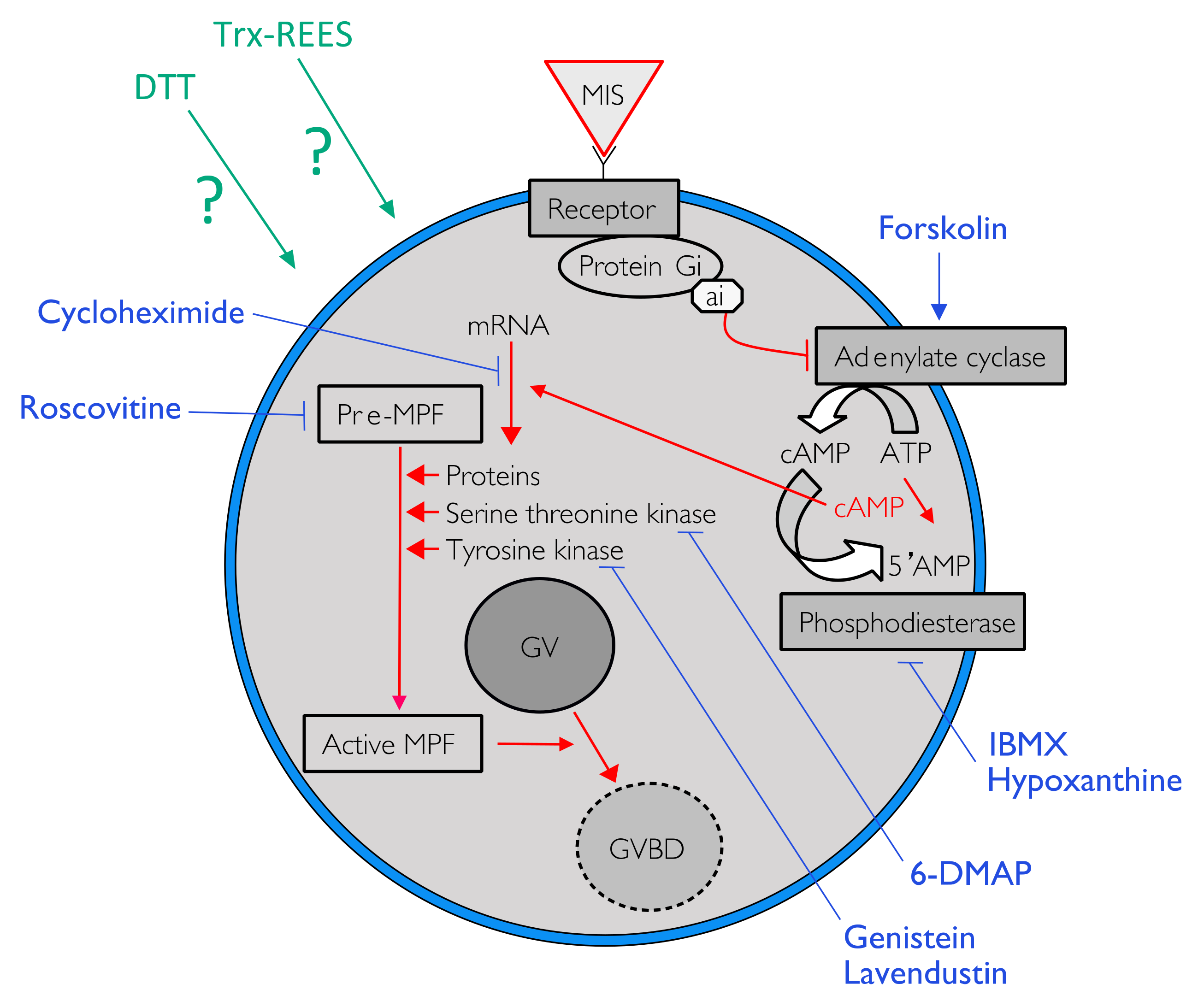 Antioxidants 10 01201 g001 550